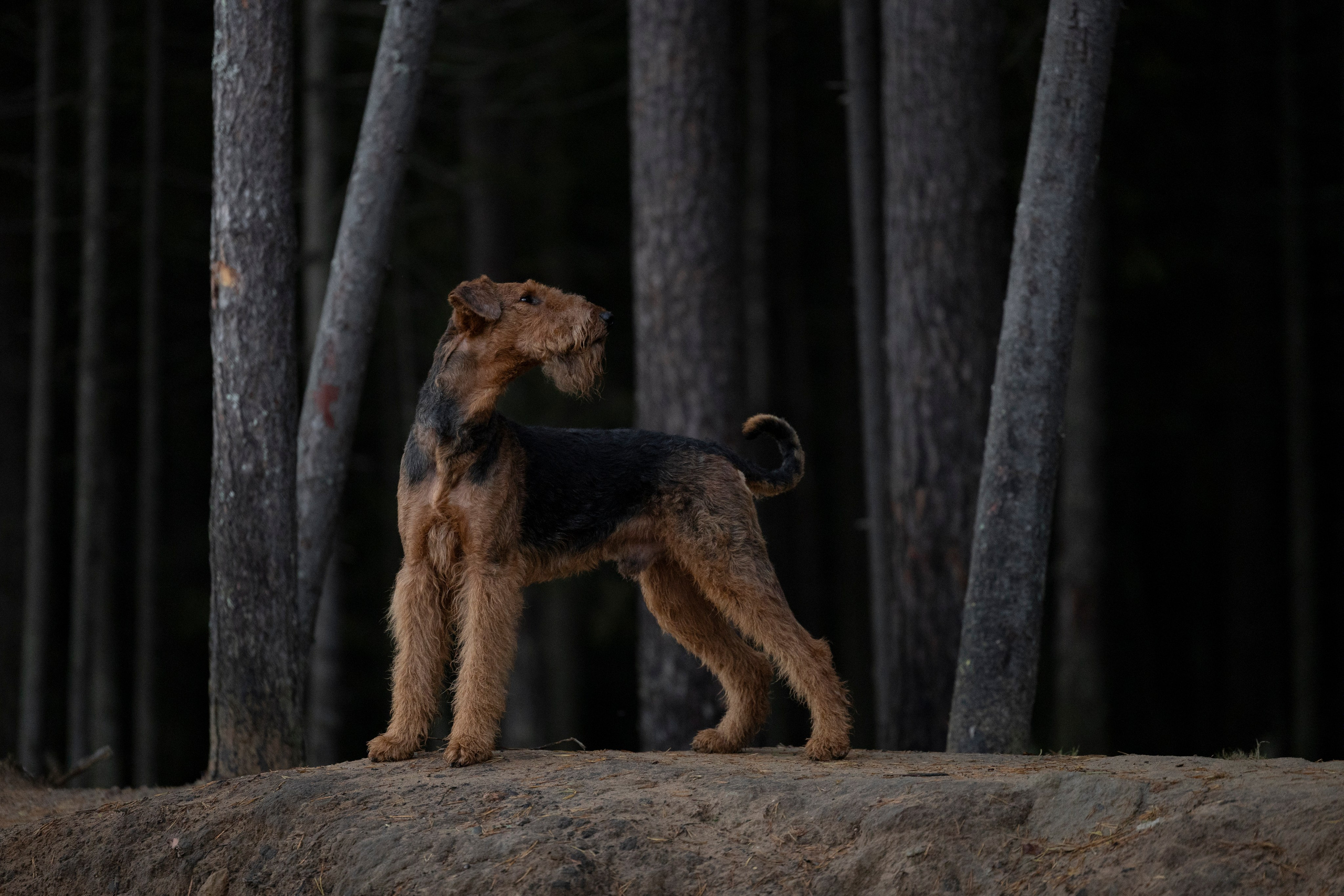 Харди. Фотограф-анималист Анна Маринич