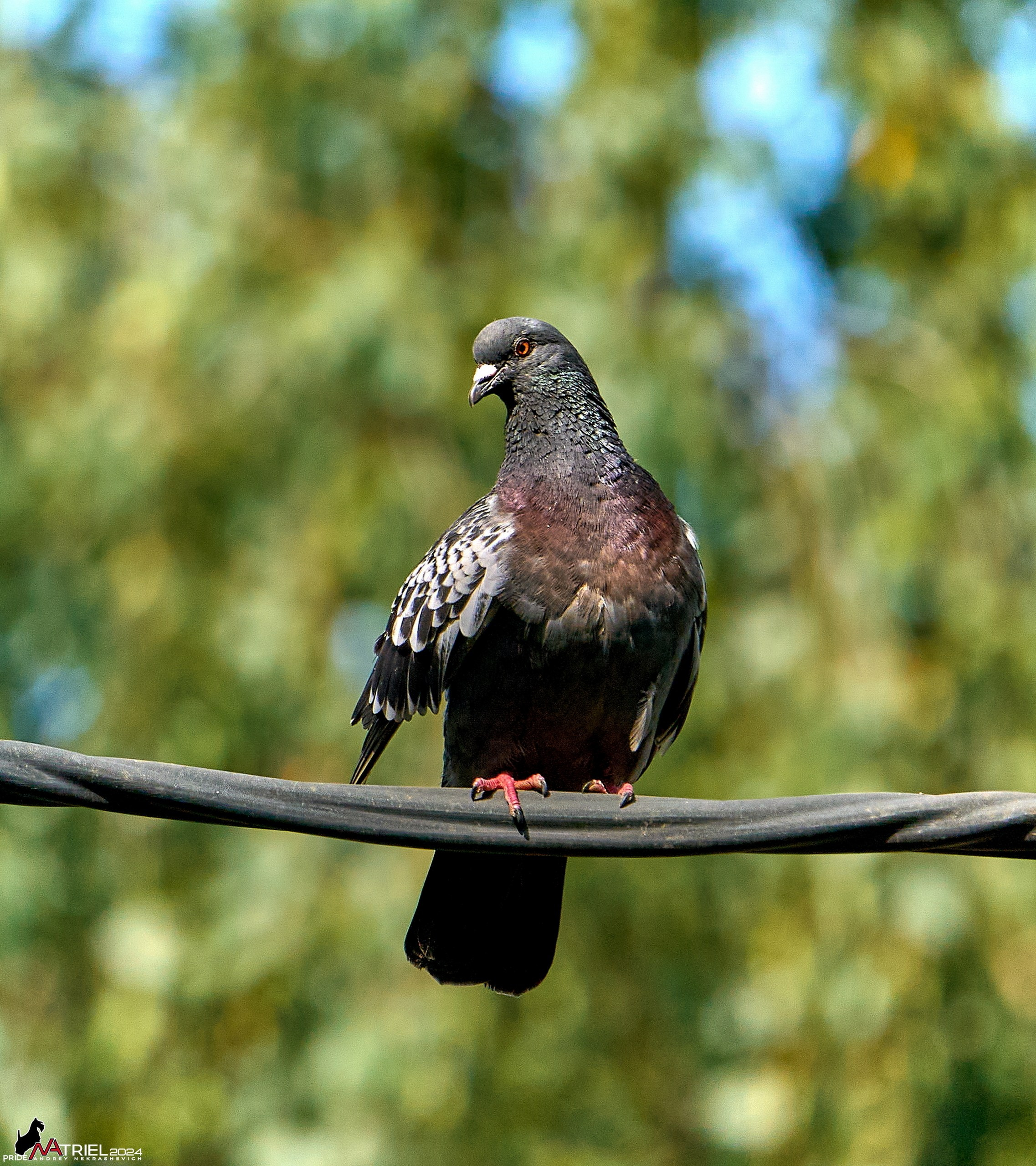 Фото птиц — галерея NATRIEL