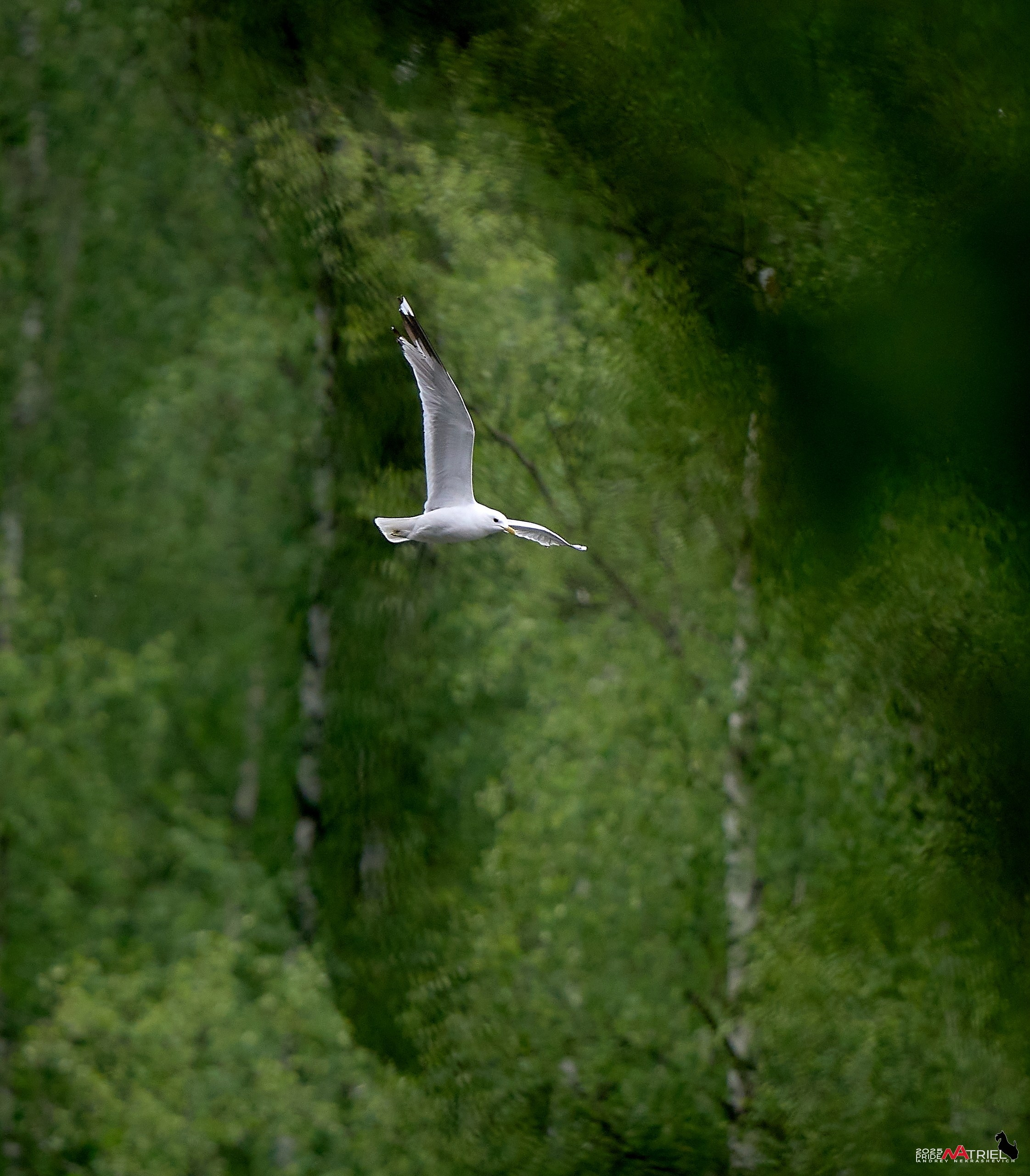 Съемка в парке на воде