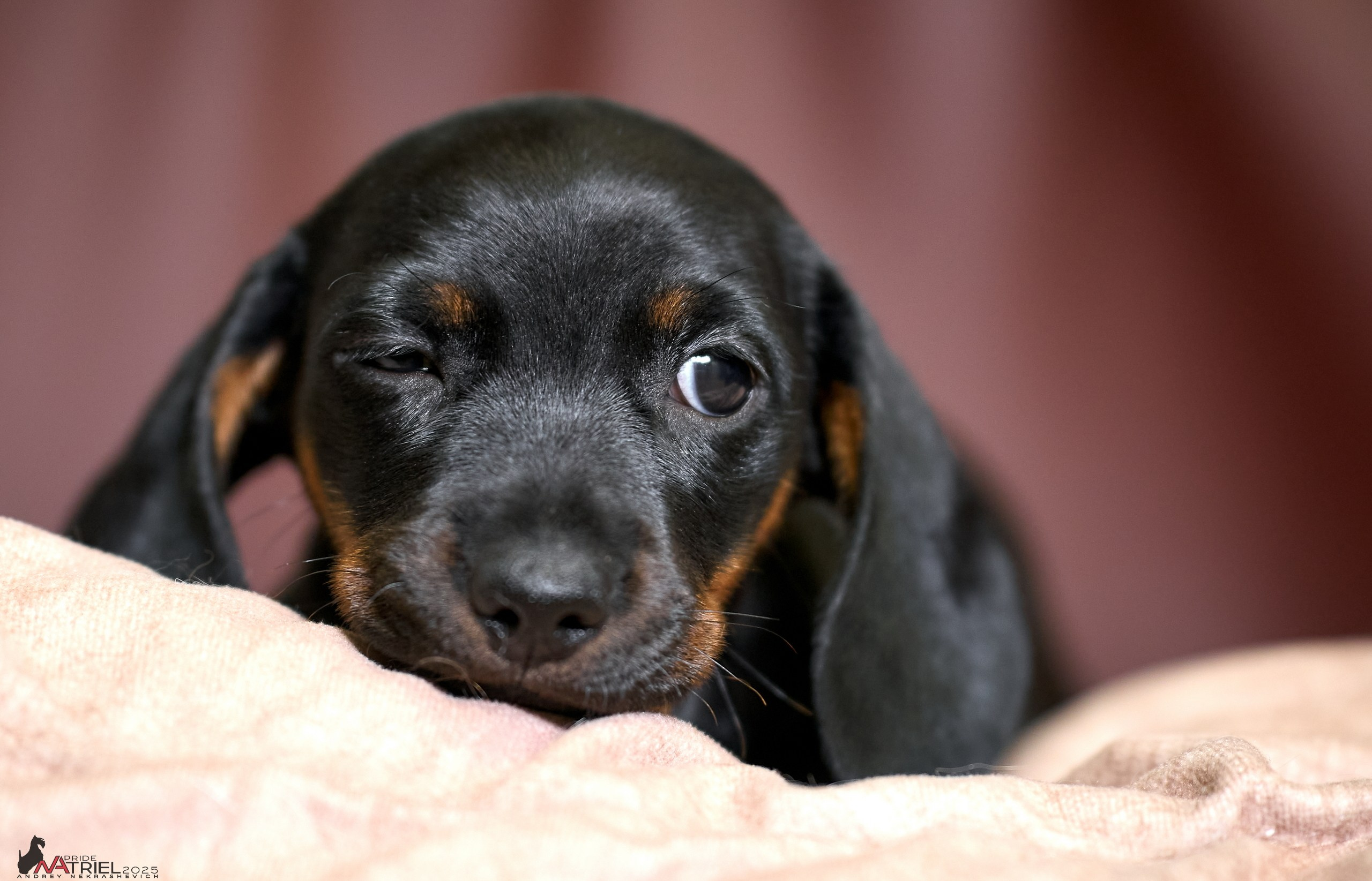 Щенки дома — галерея NATRIEL