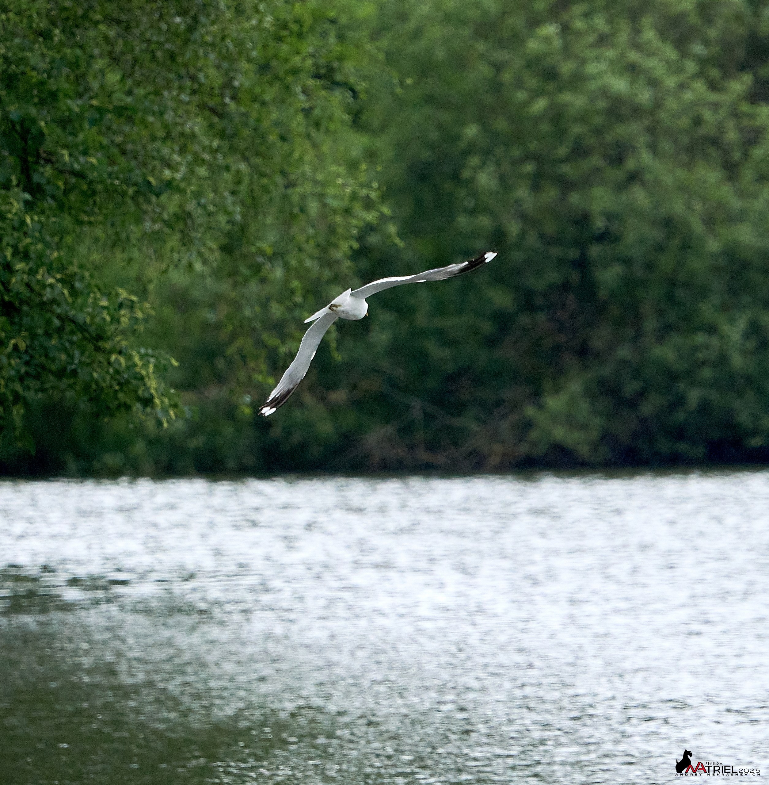 Съемка в парке на воде