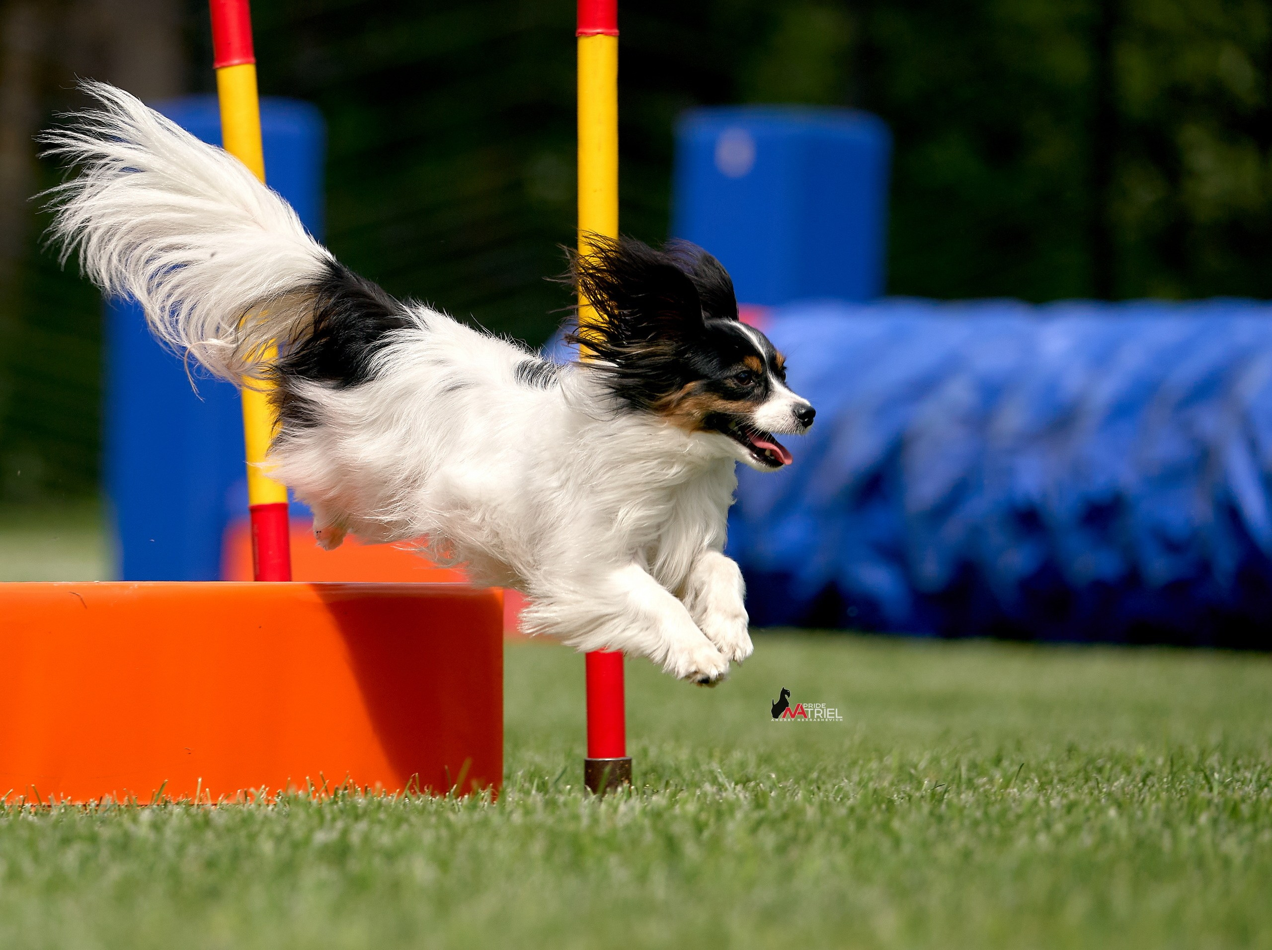 Аджилити — галерея NATRIEL