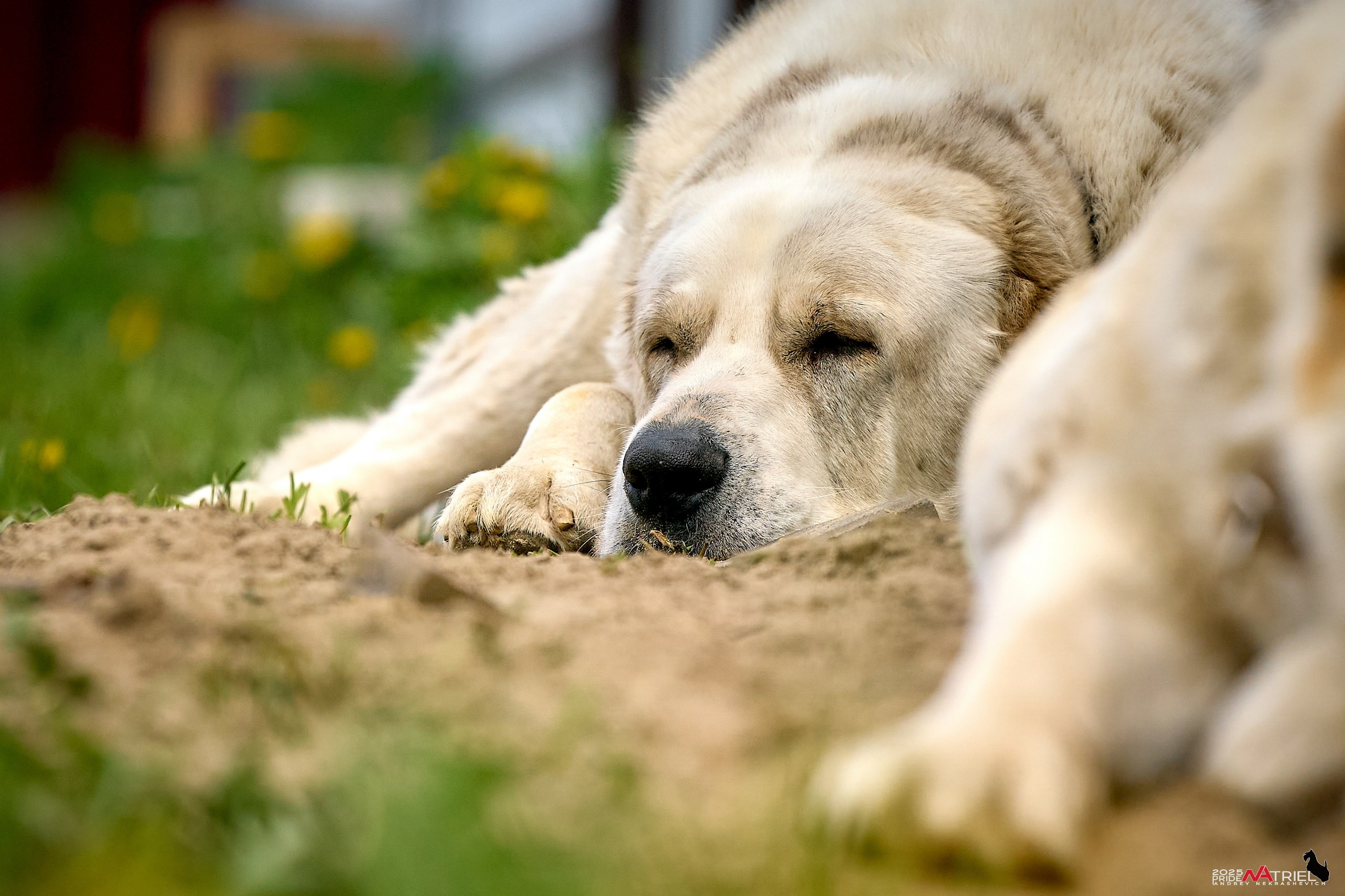 Съемка в питомнике