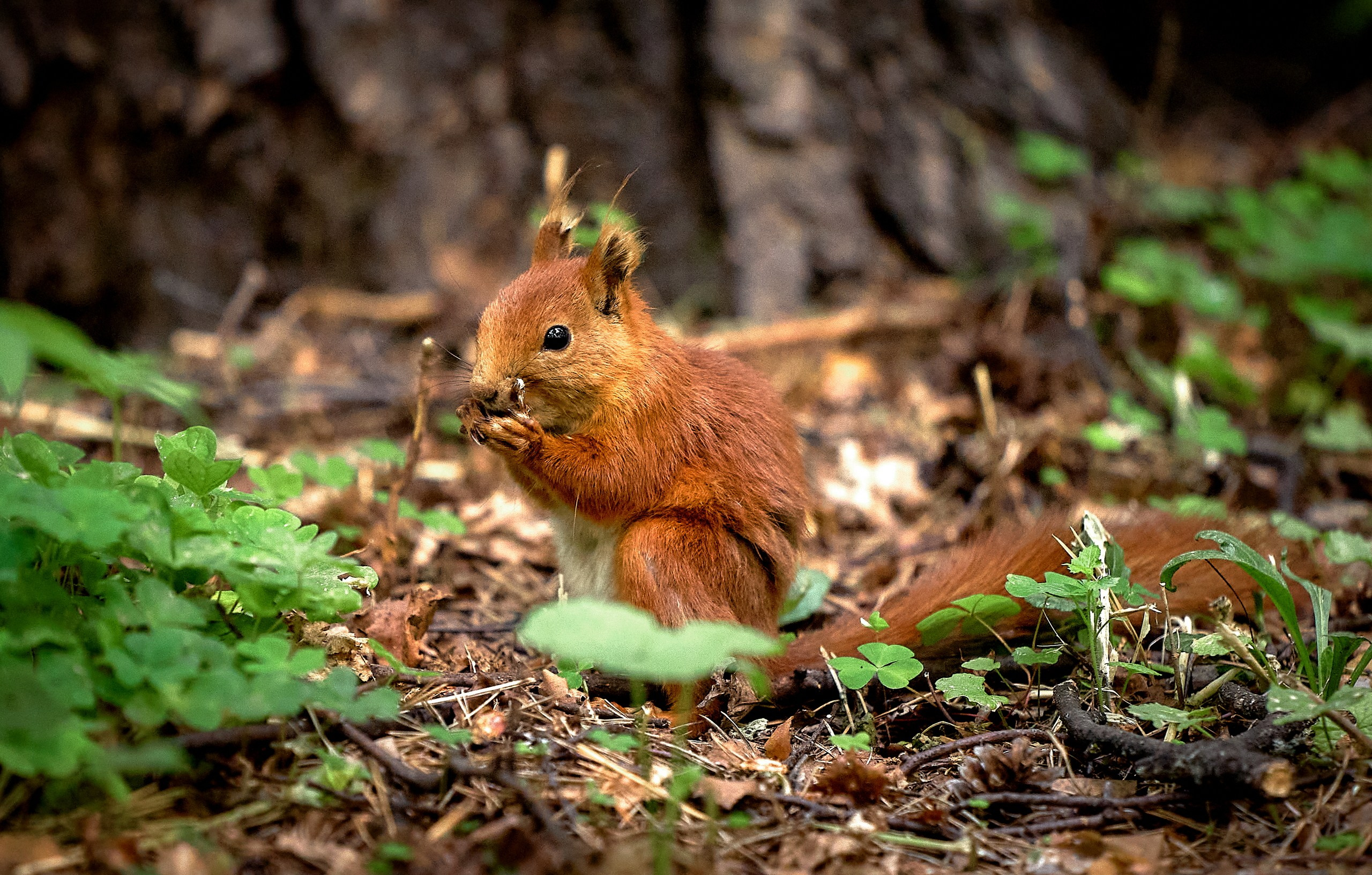 Животные — галерея NATRIEL