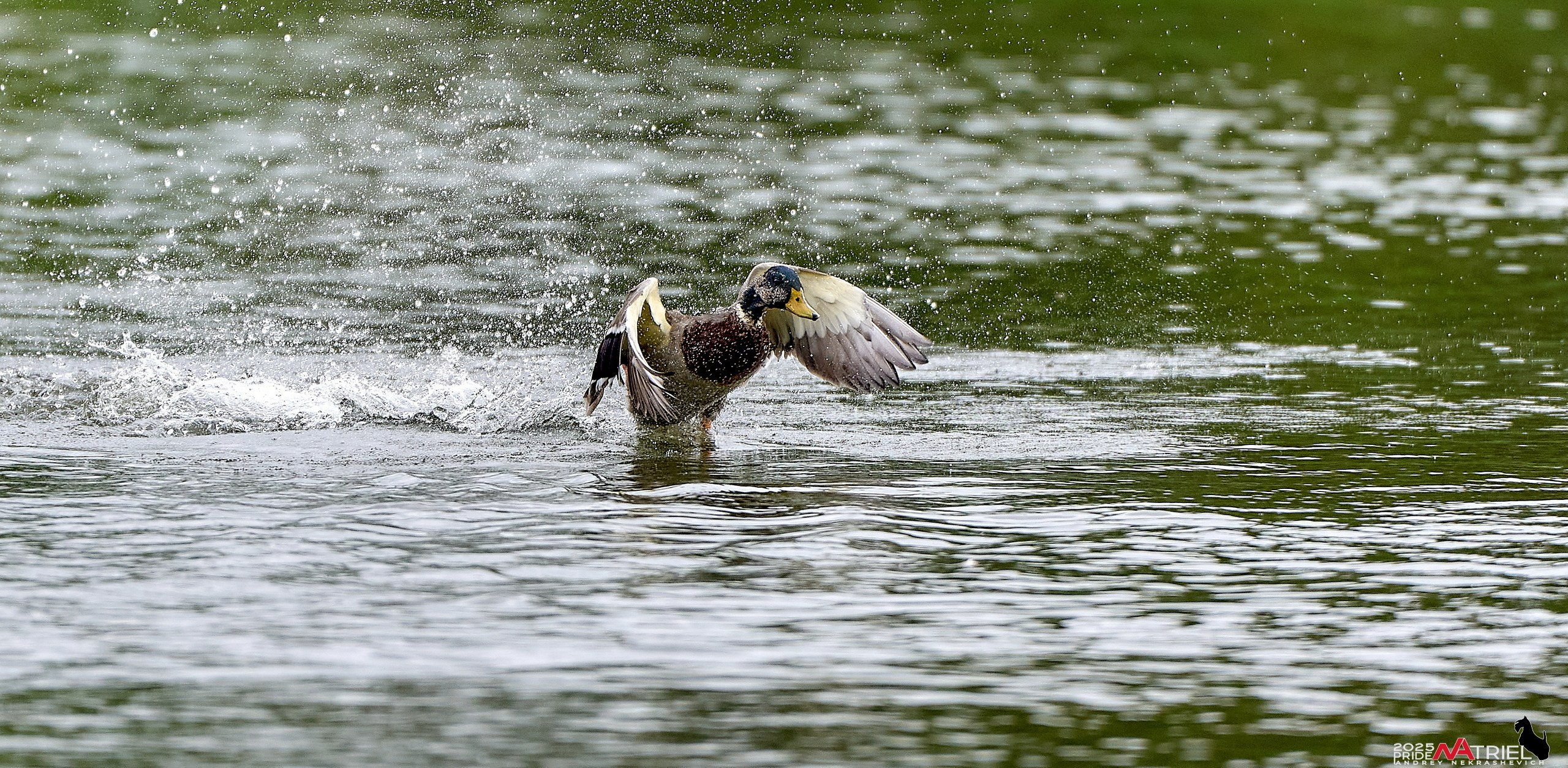 Утки на пруду