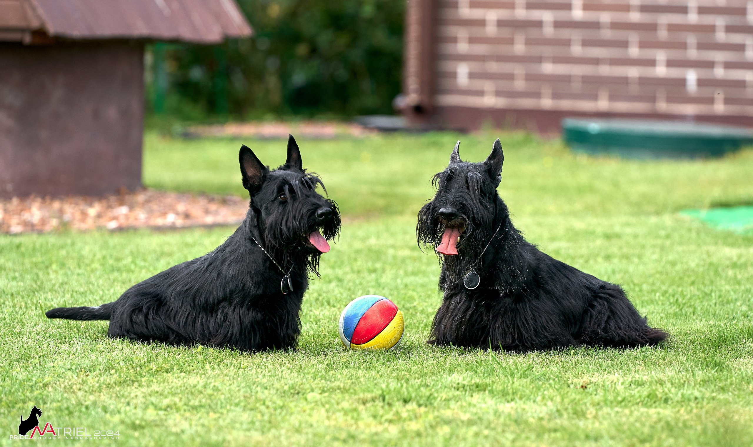 Скотчесемья «ИмпериалИти»
