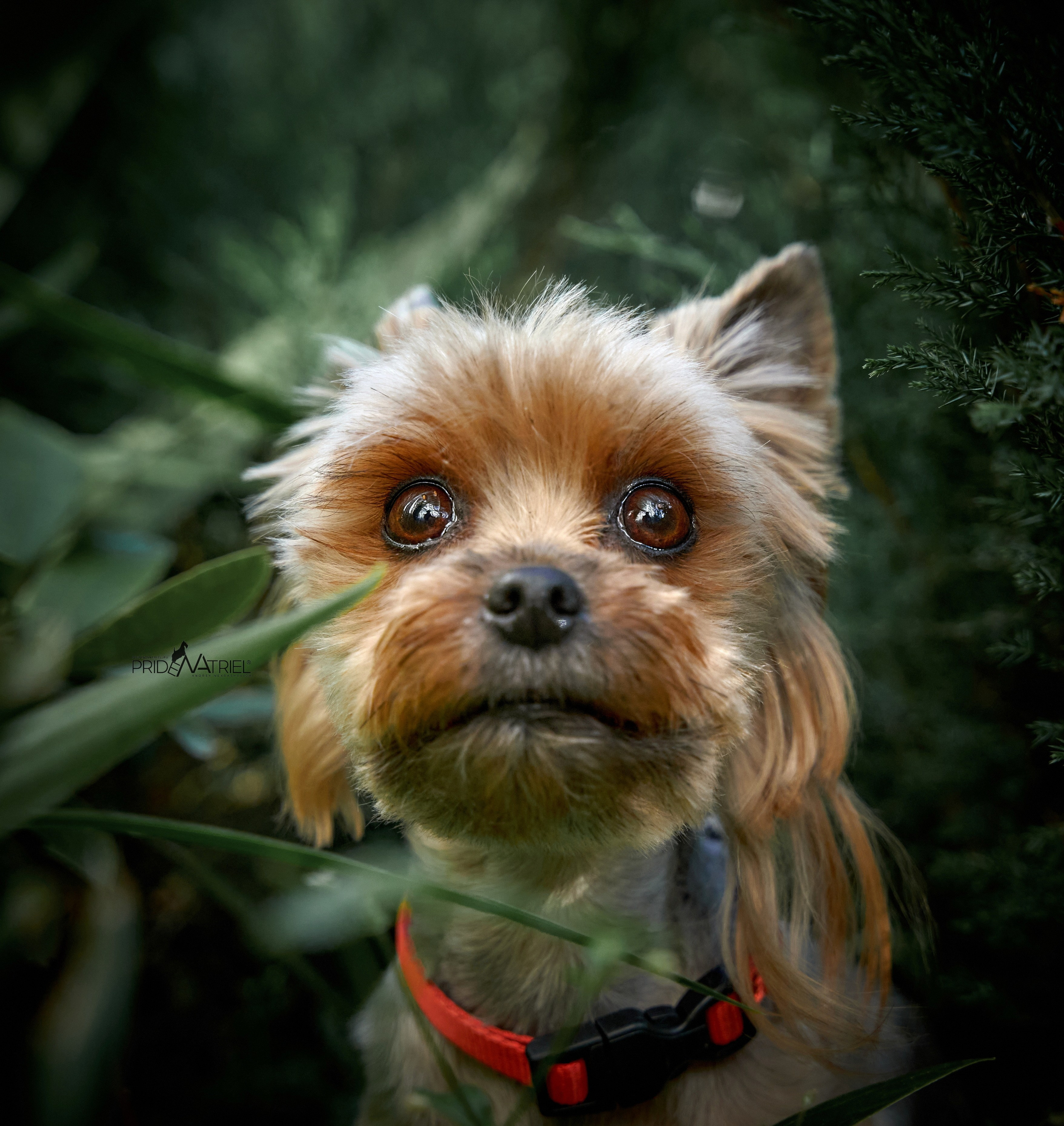 Йоркширский терьер Циля