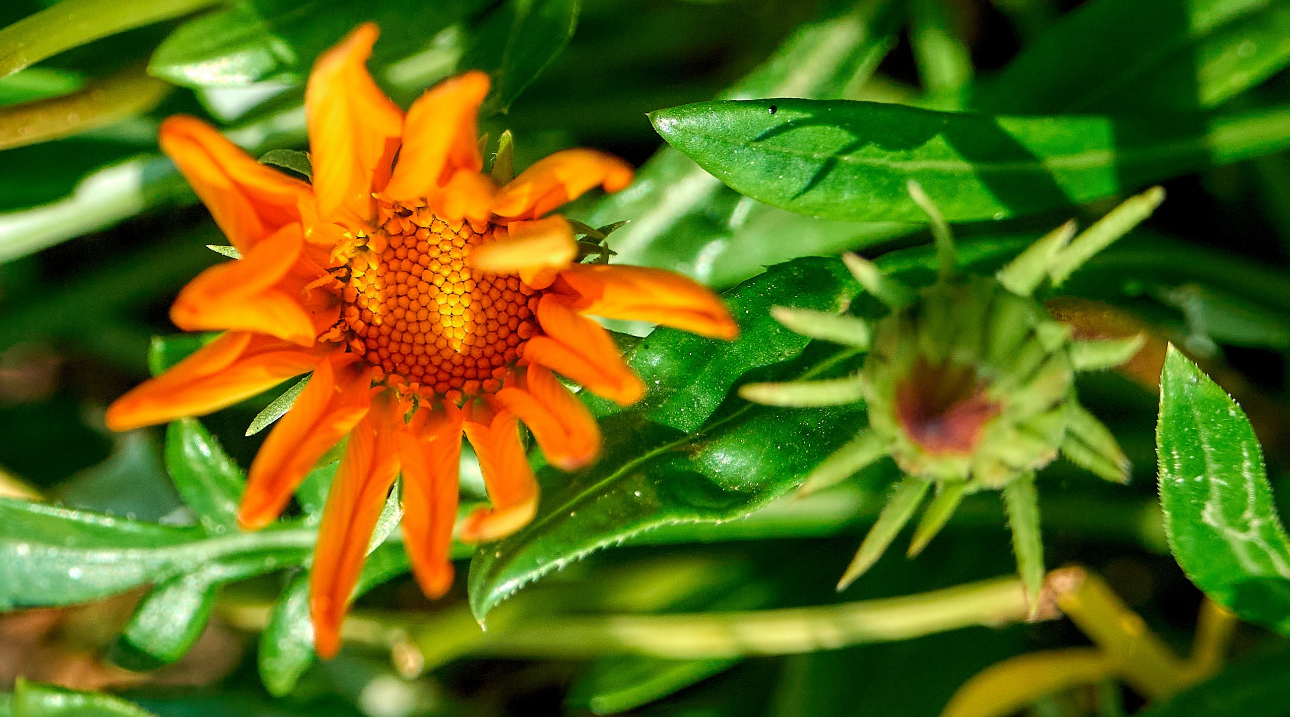 Лютики-цветочки — галерея NATRIEL