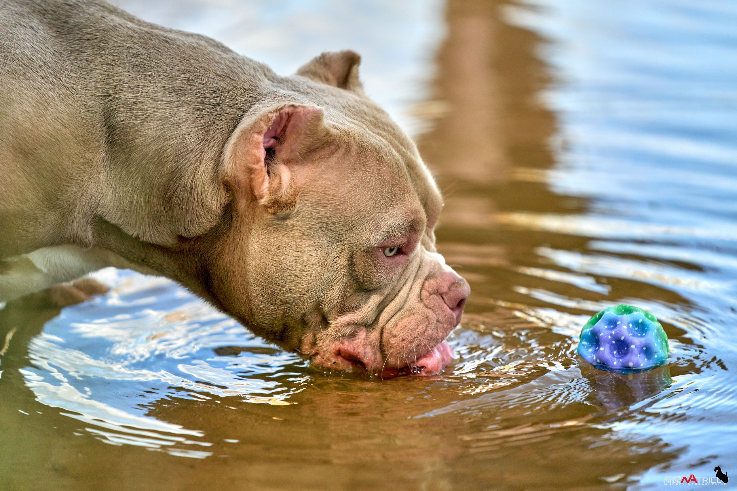 Съемка собак породы булли на природе