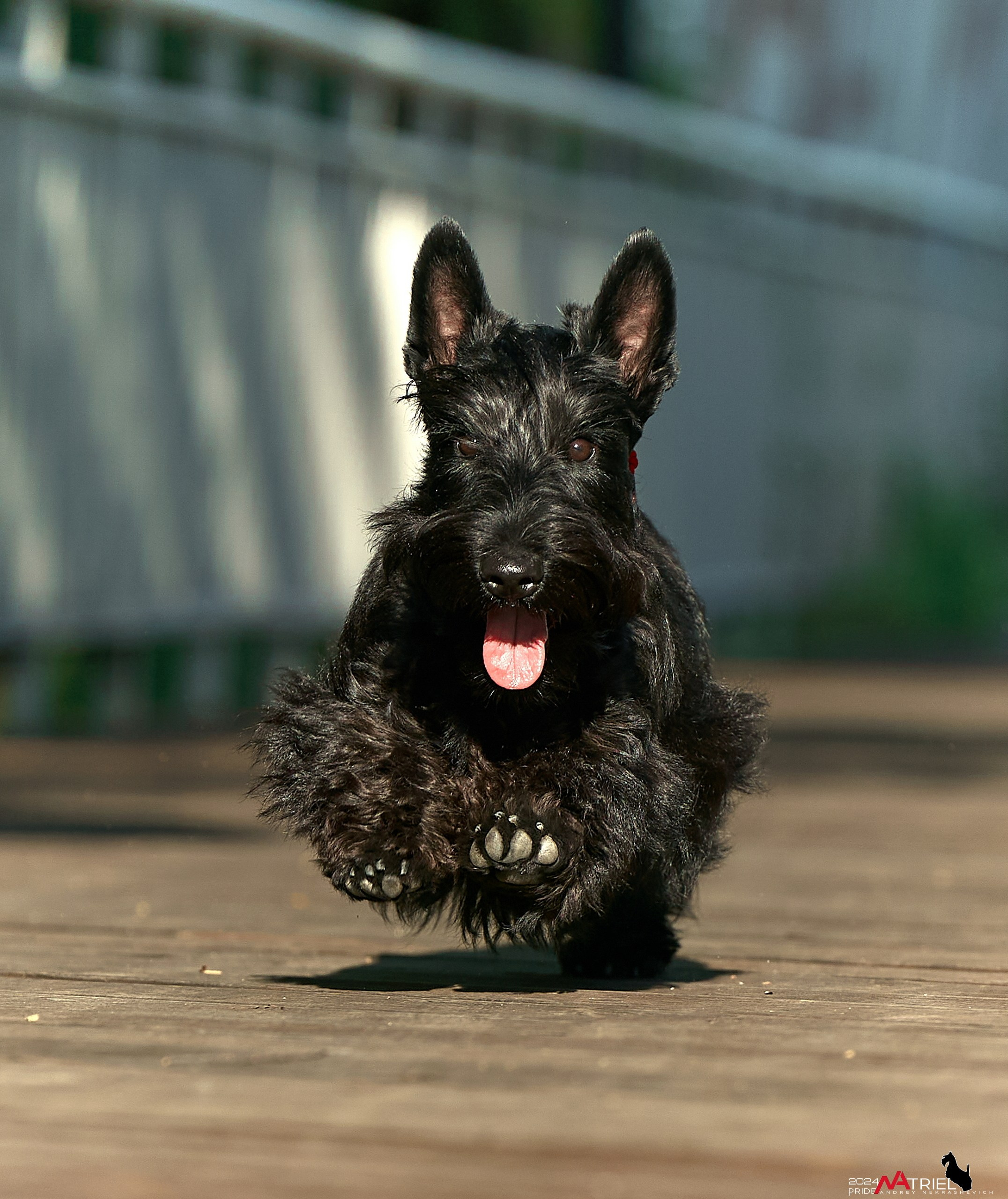 Семейная фотопрогулка с собаками