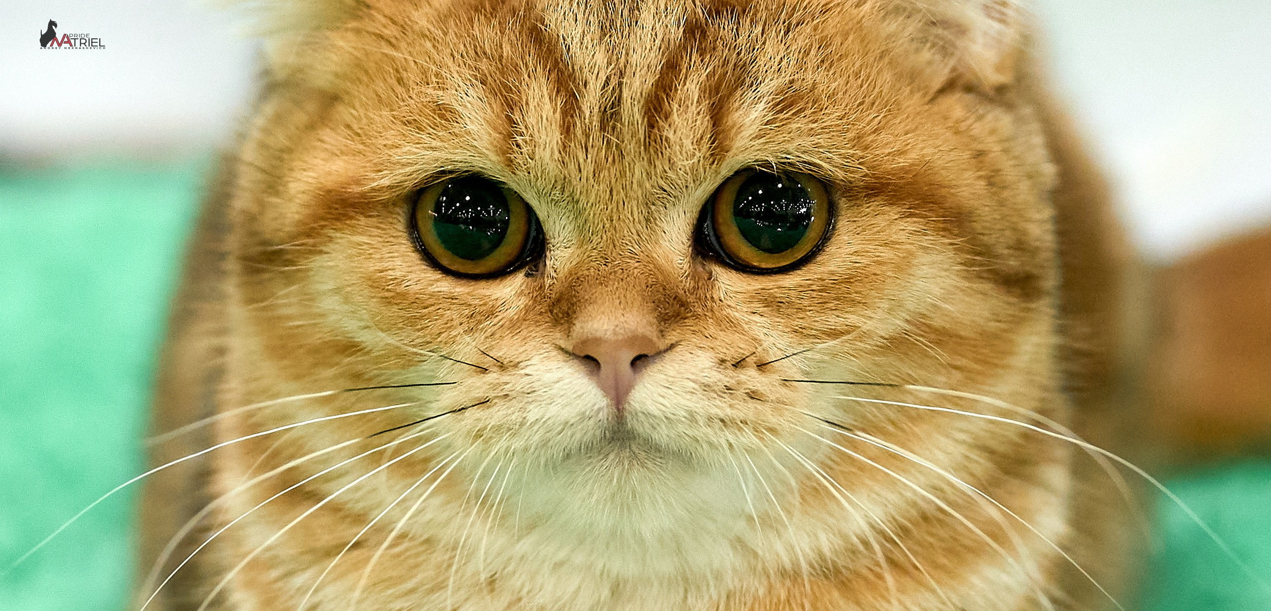 Кошки на выставках — галерея NATRIEL