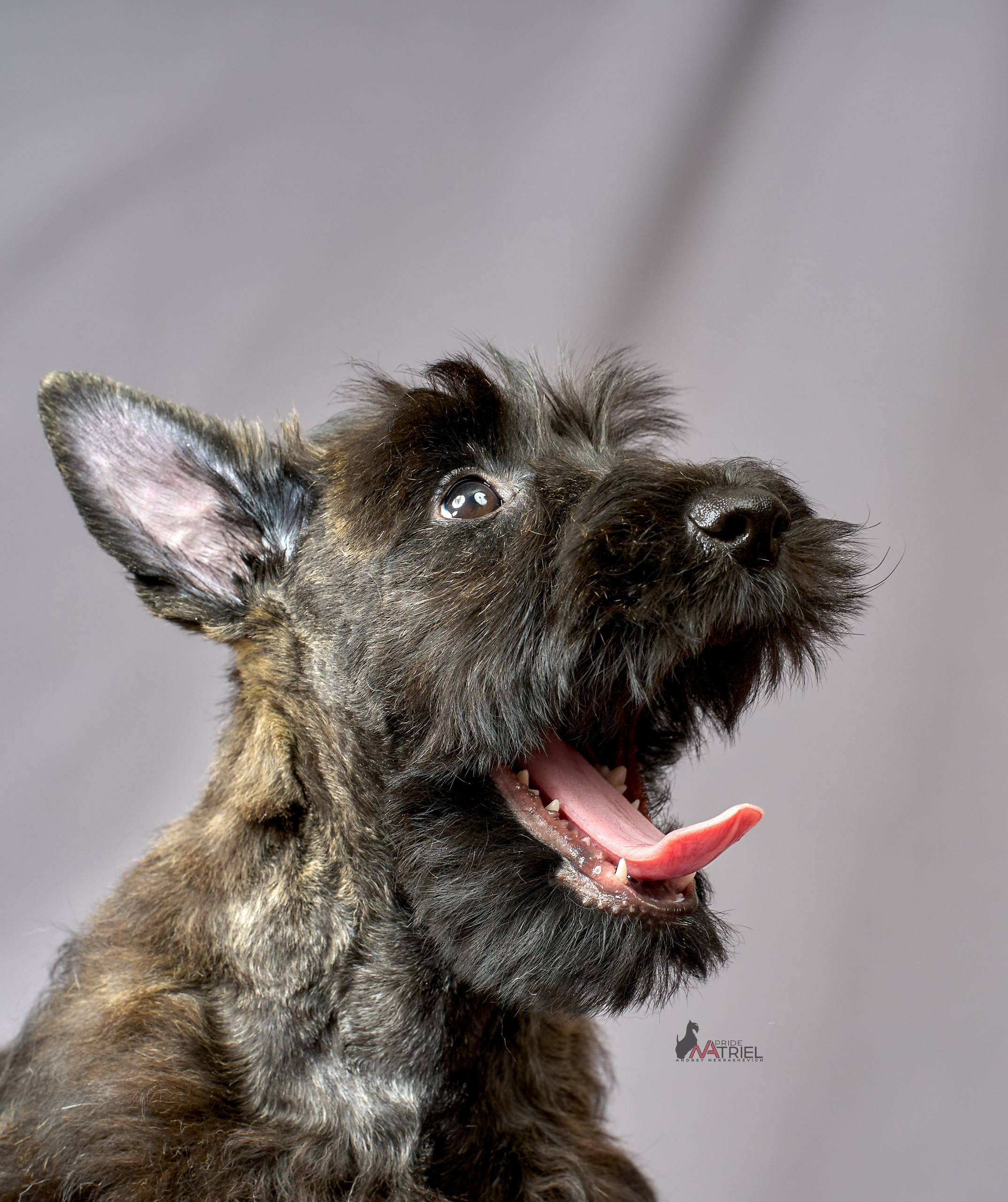 Съемка щенков скотч-терьеров