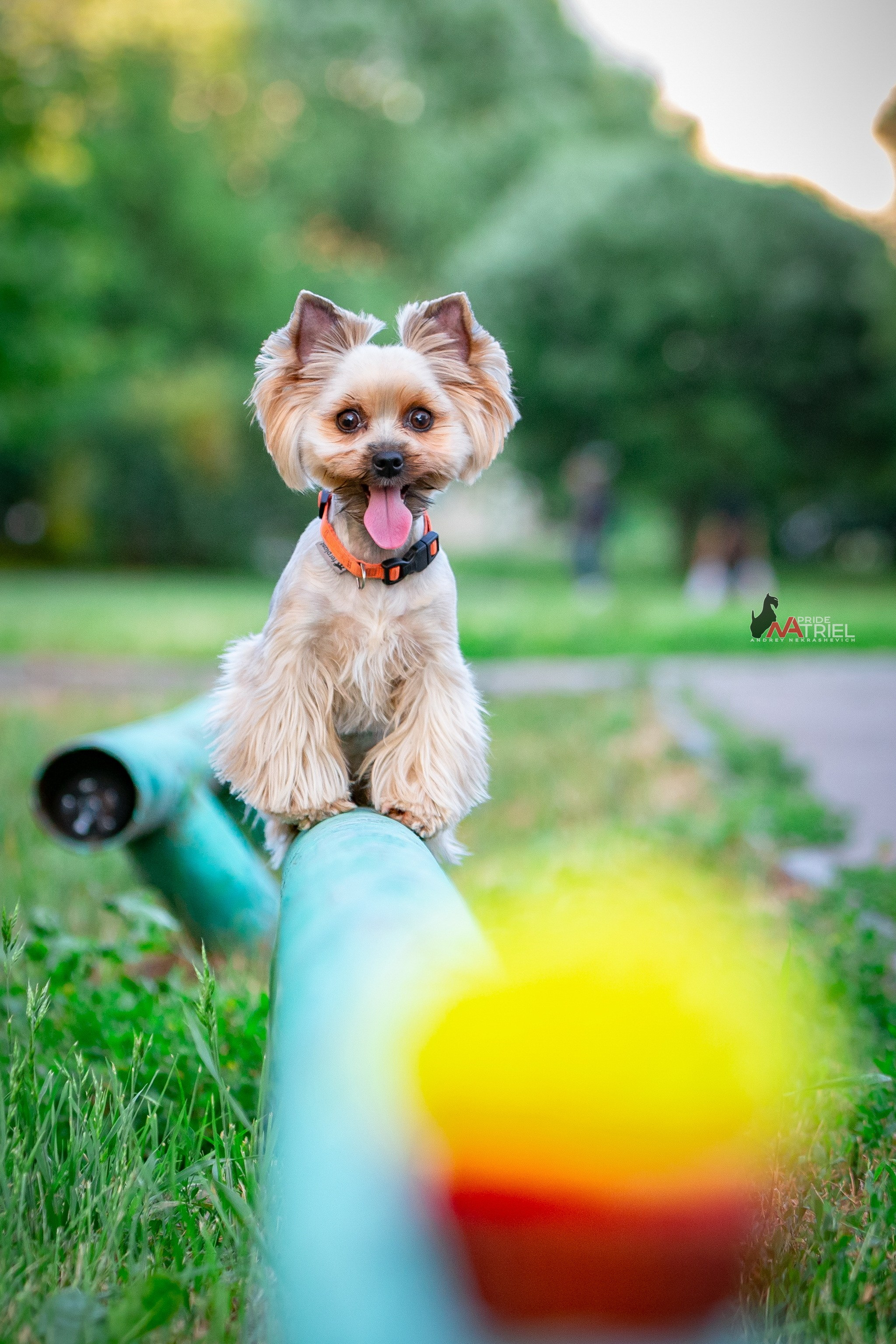 Йоркширский терьер Циля