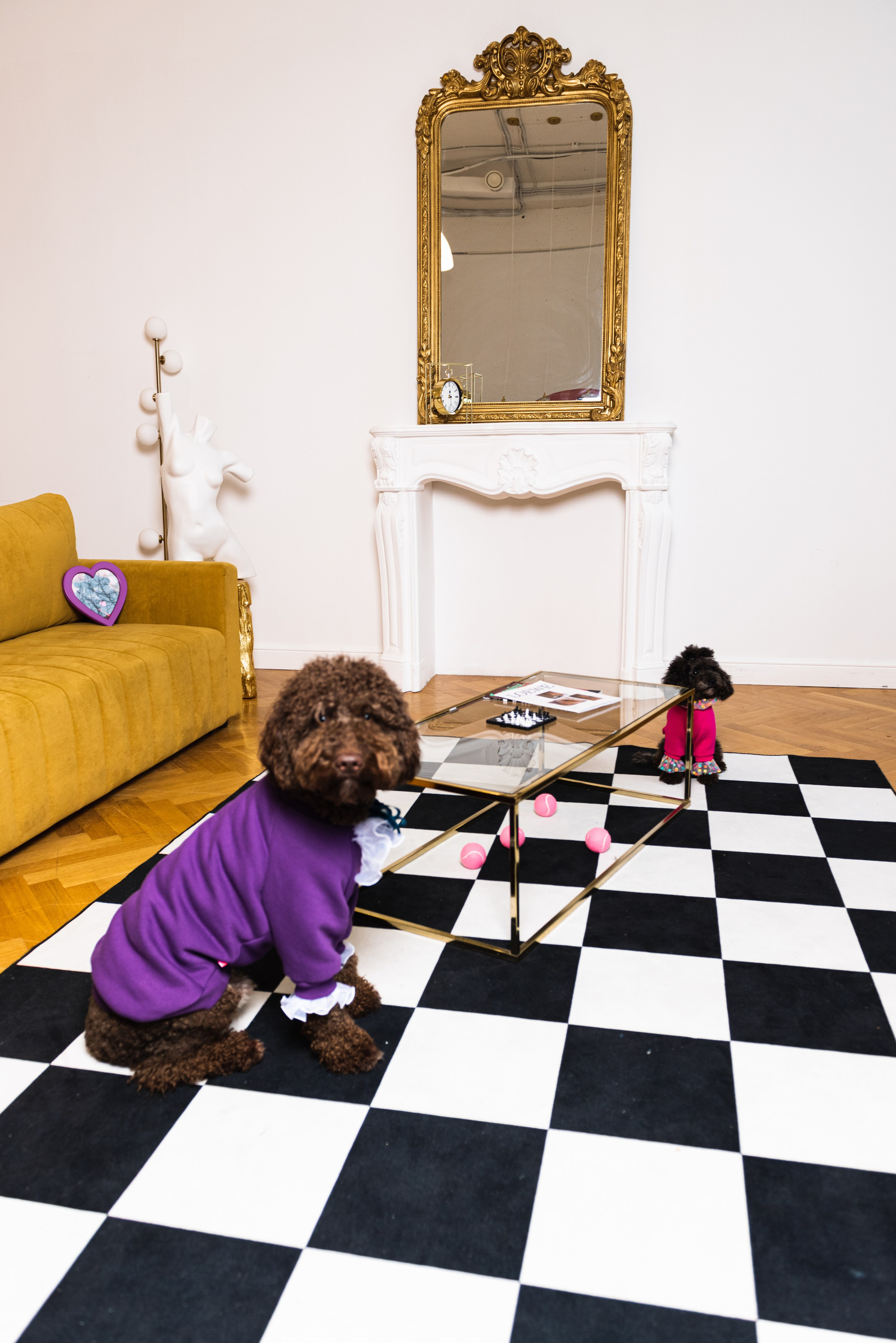 Pets. Фотограф в Москве Daria Lens