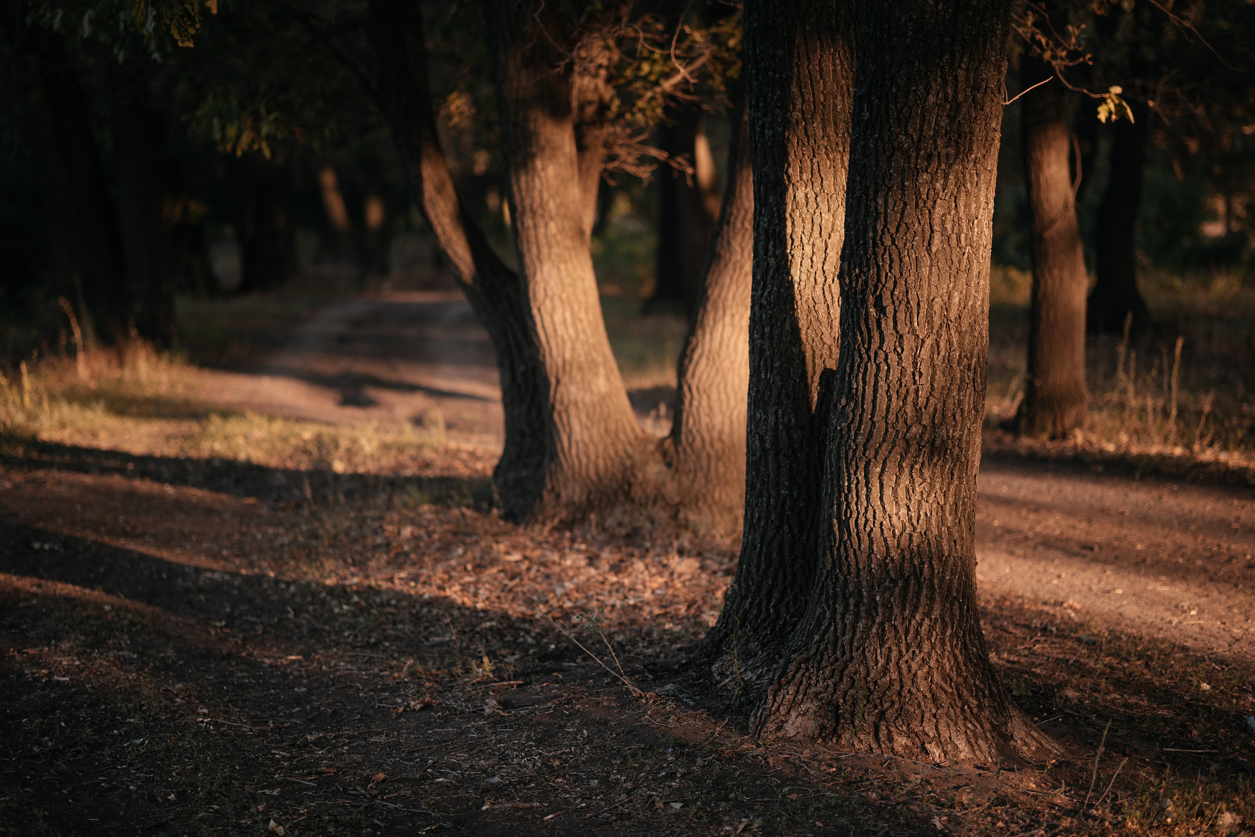 Прогулка в Дубовой роще. Фотограф Крохин Олег