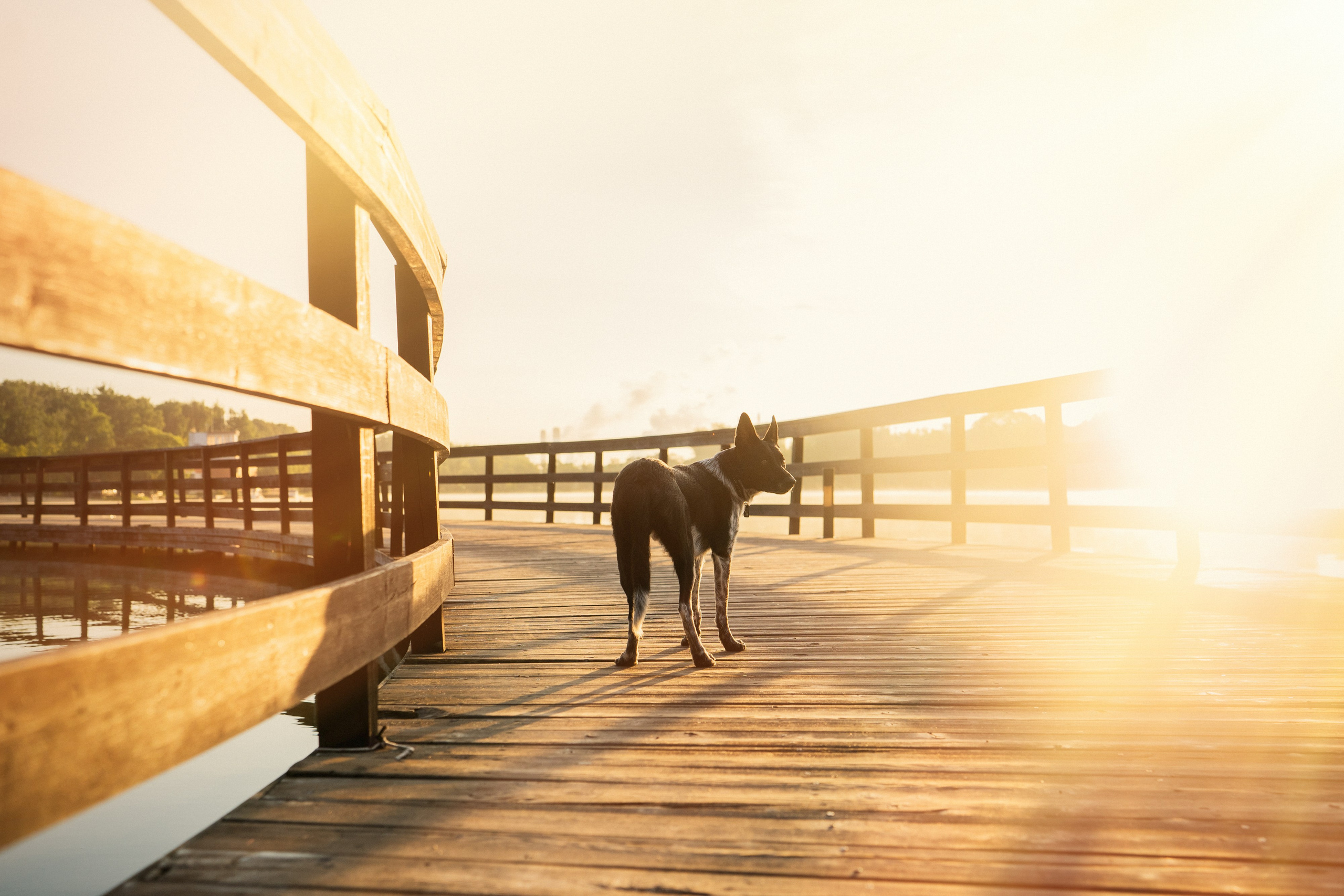 Катя, Сергей и Флинт. Фотограф анималист в Москве и Санкт-Петербурге Свиридова Анна