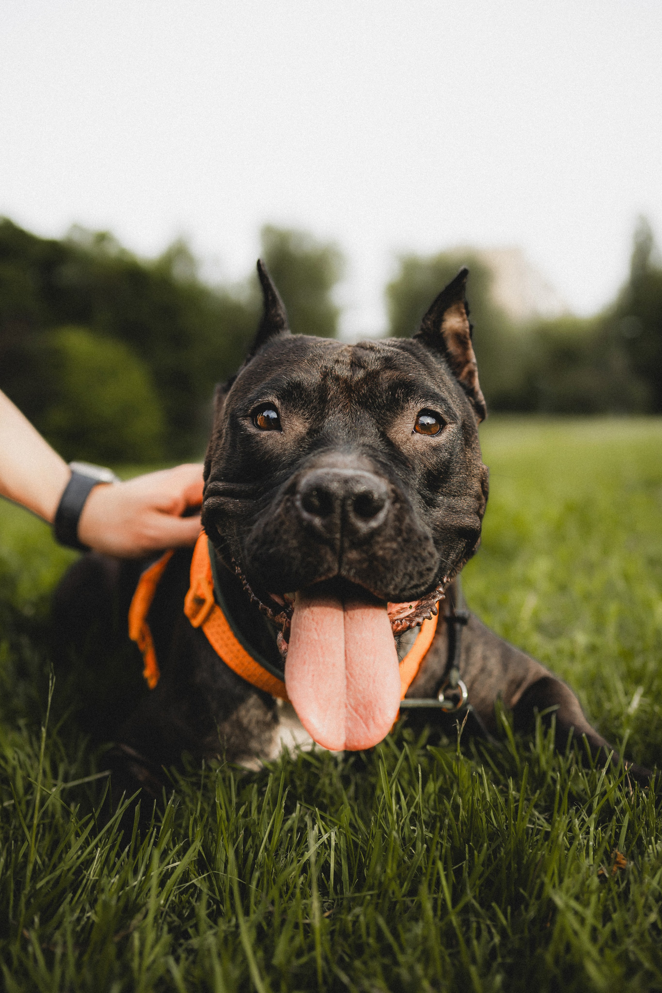 Паша, Хайди и Тея