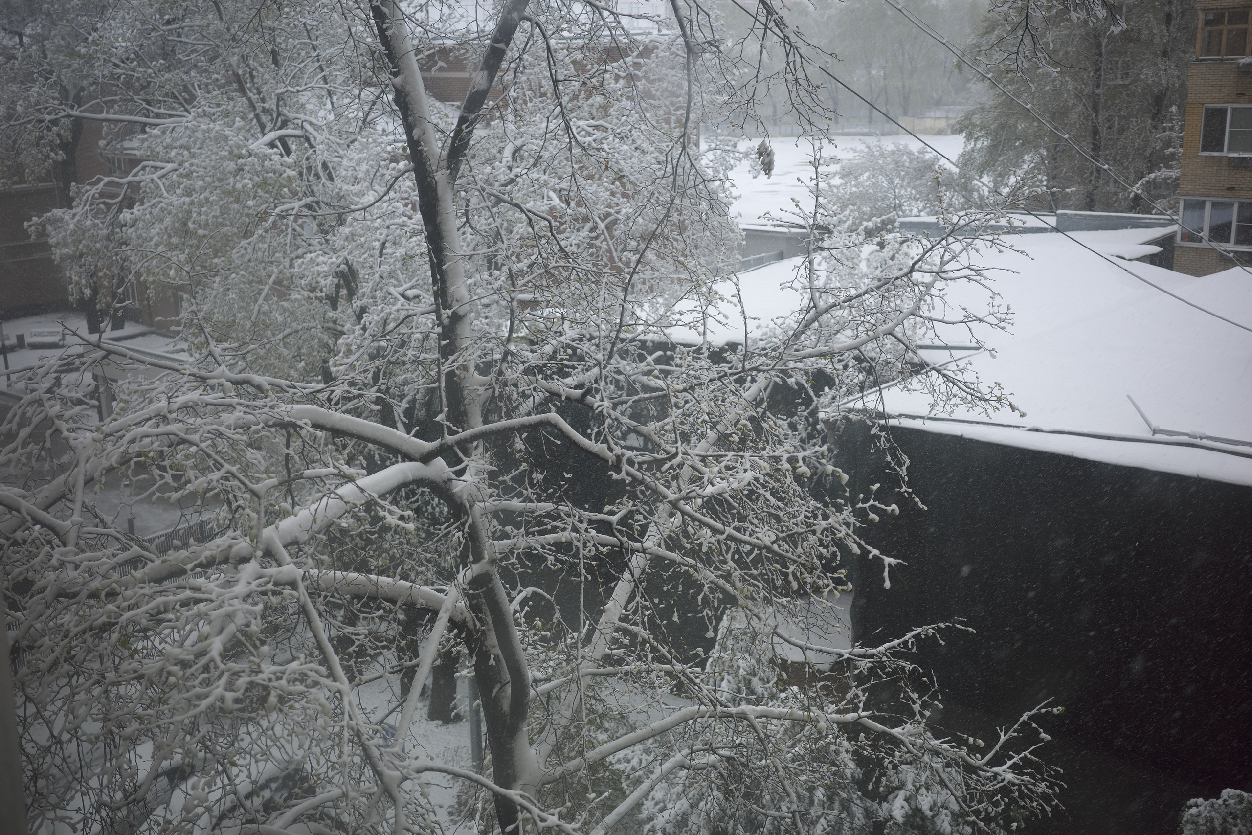 Апрельский снег ❄️. Миша Печёнкин | фотография