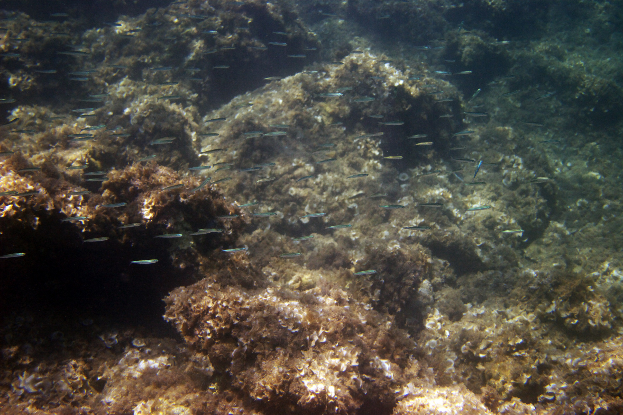 Под водой. Миша Печёнкин | фотография