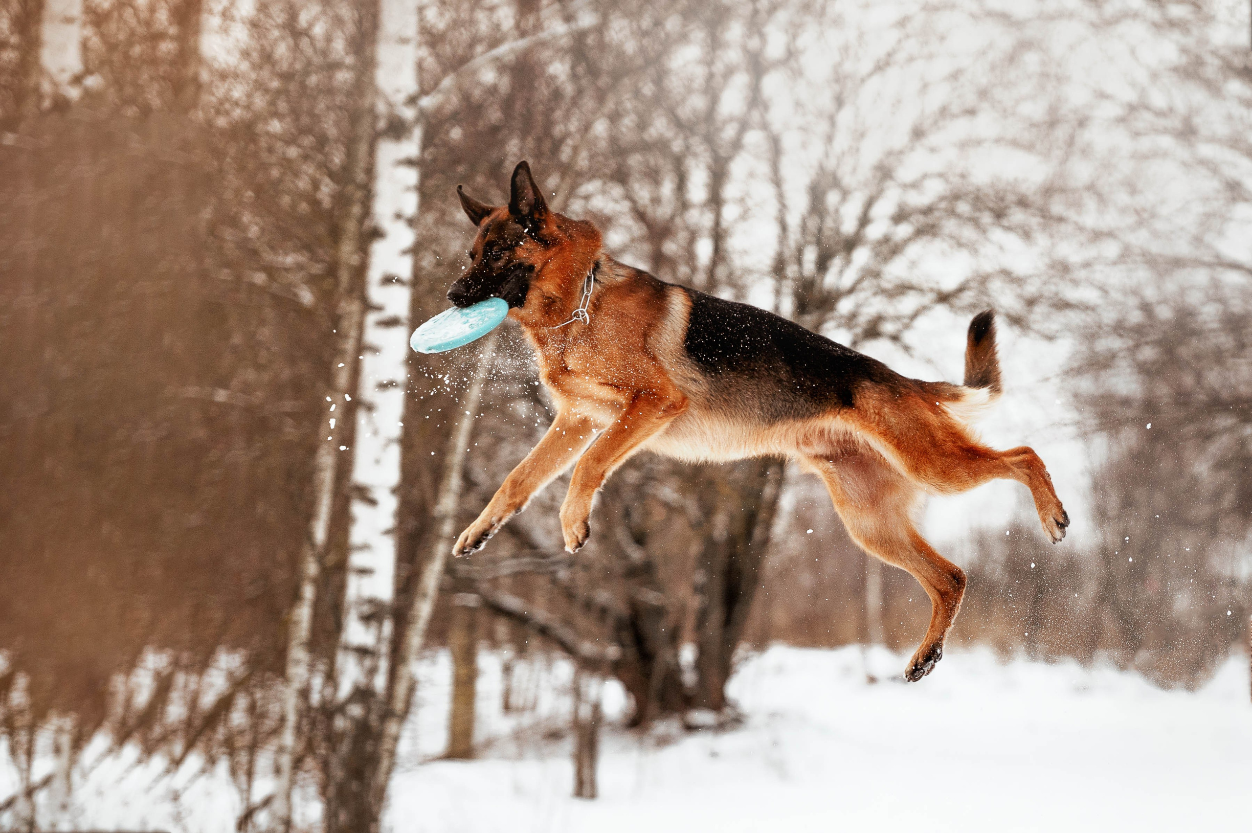 Вольт. Фотограф-анималист