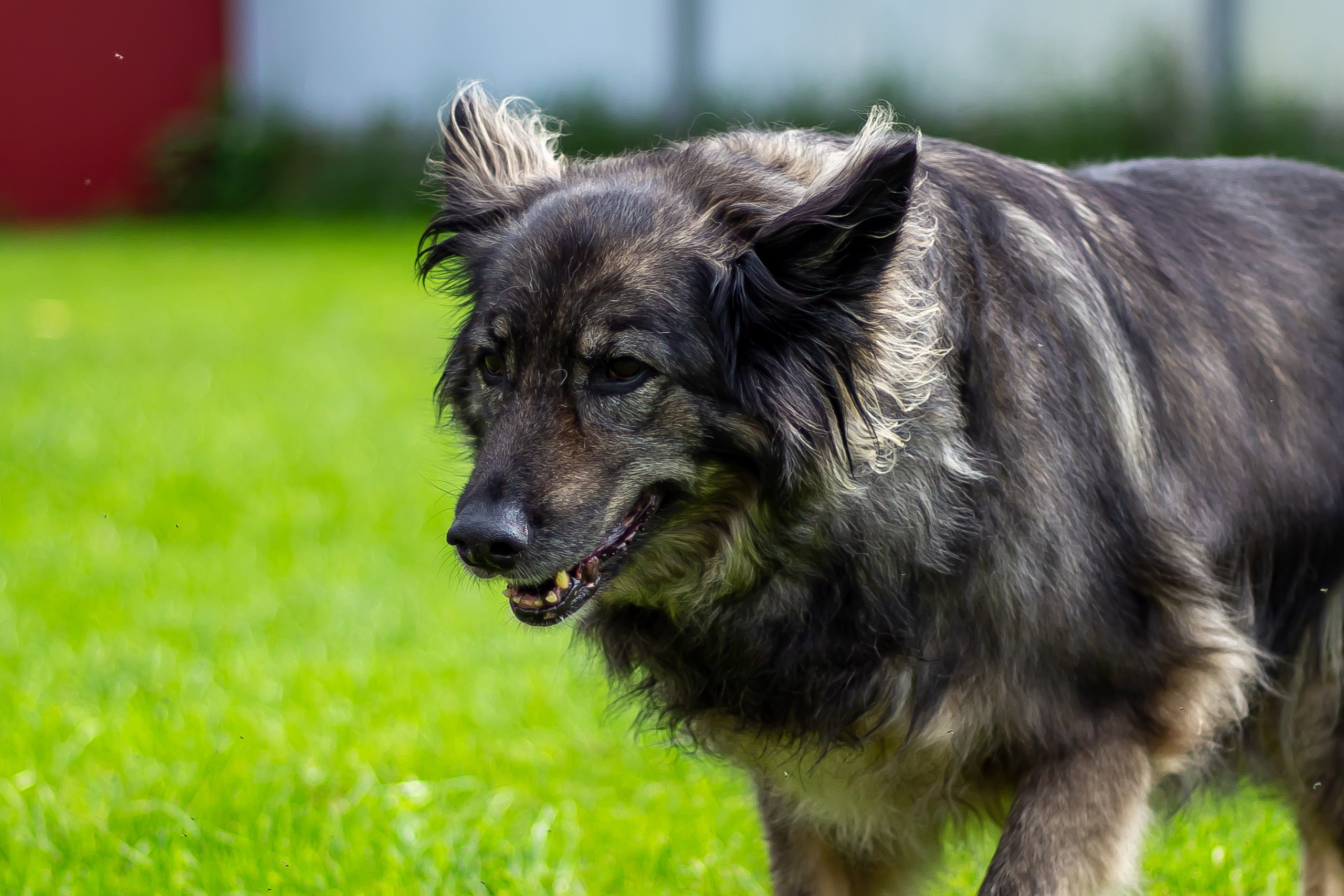 Собачья жизнь — Зоогостиница «Счастливые мечтатели». Фотограф • Орехово-Зуево • Балашиха • TEFO