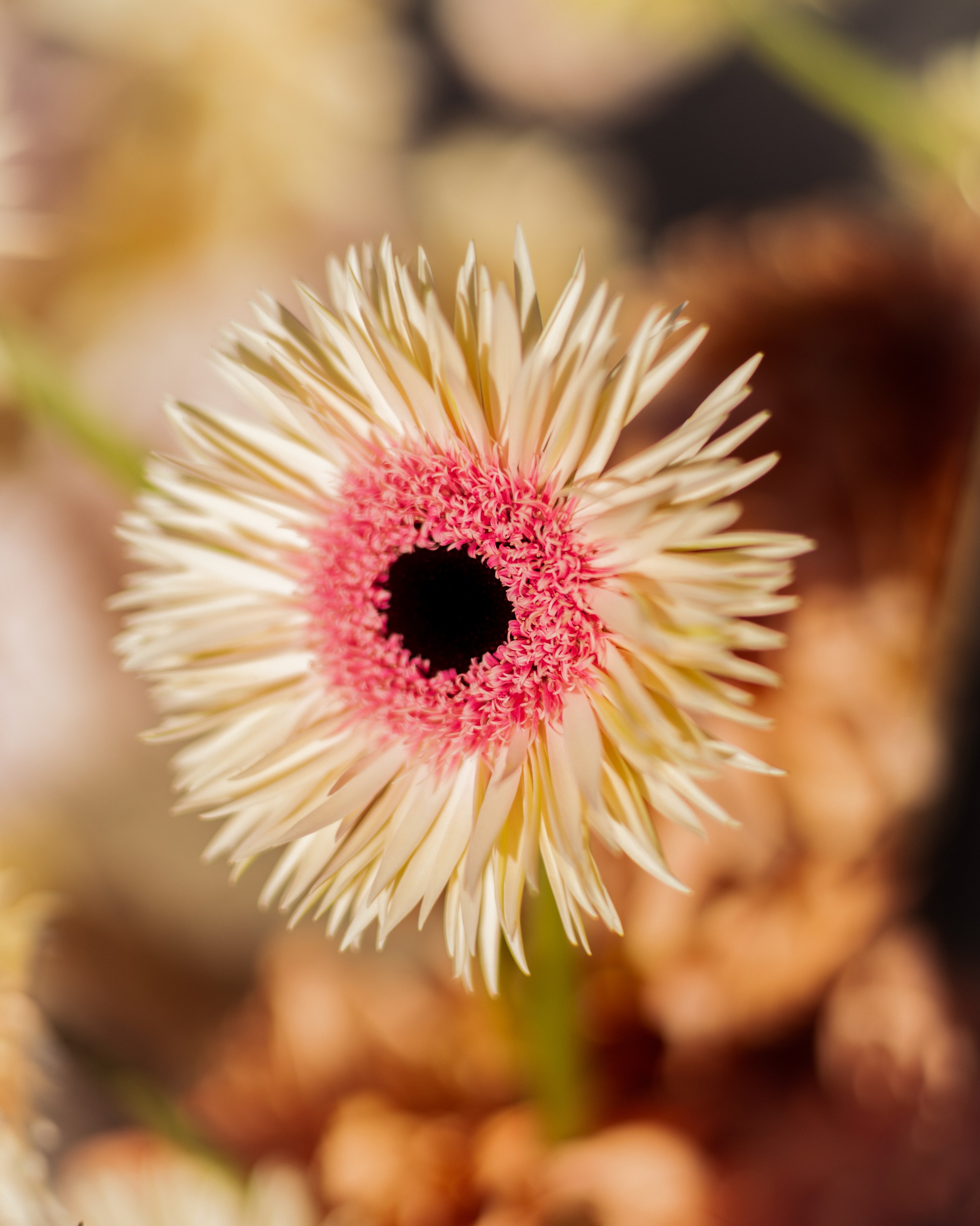 Valery & anna. Александра Акжигитова I Фотограф Волгоград