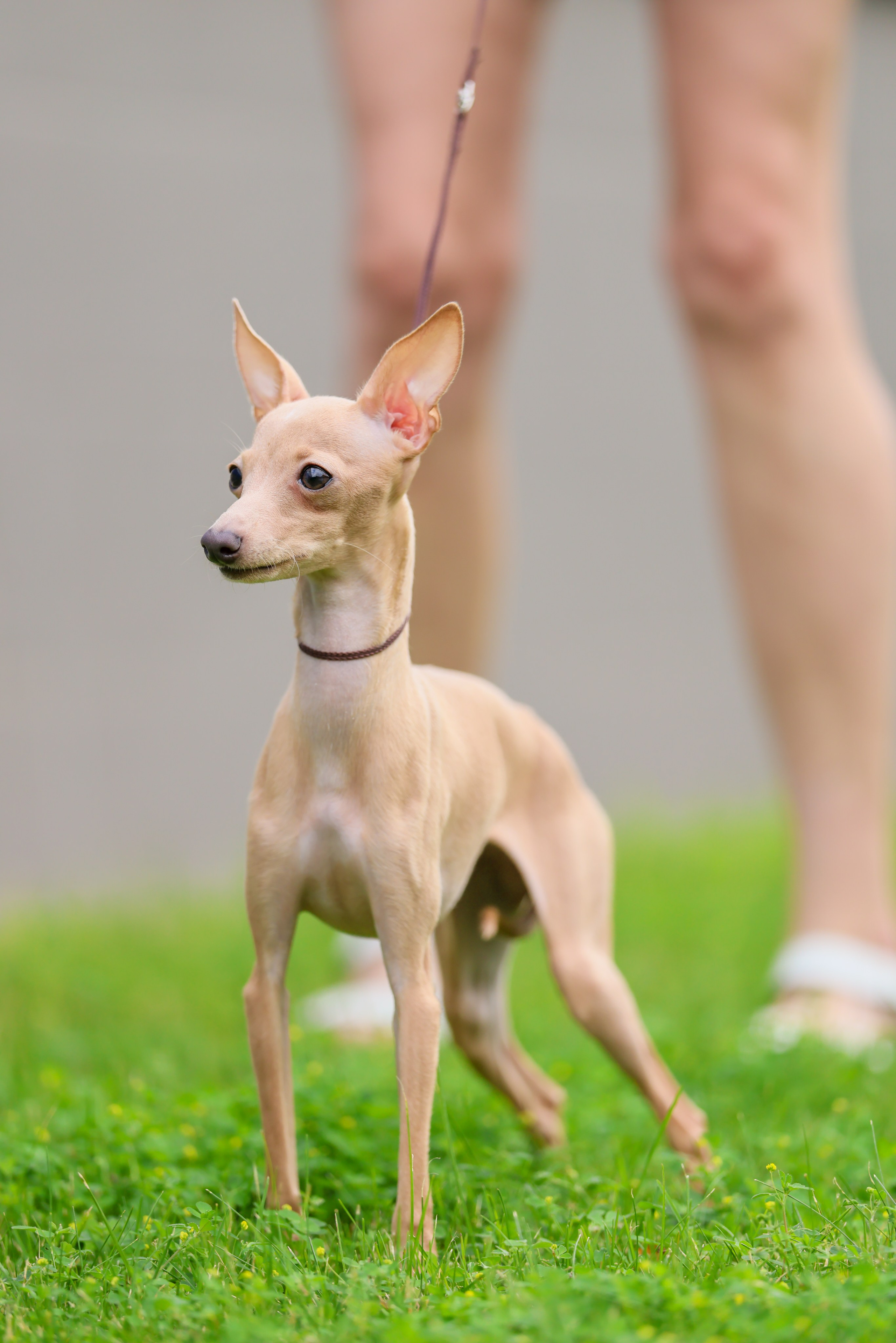 Кремовая Лекси. Professional Italian Greyhound Kennel RKF/FCI ASTI SAPPHIRE 💎 Sochi|St. Petersburg