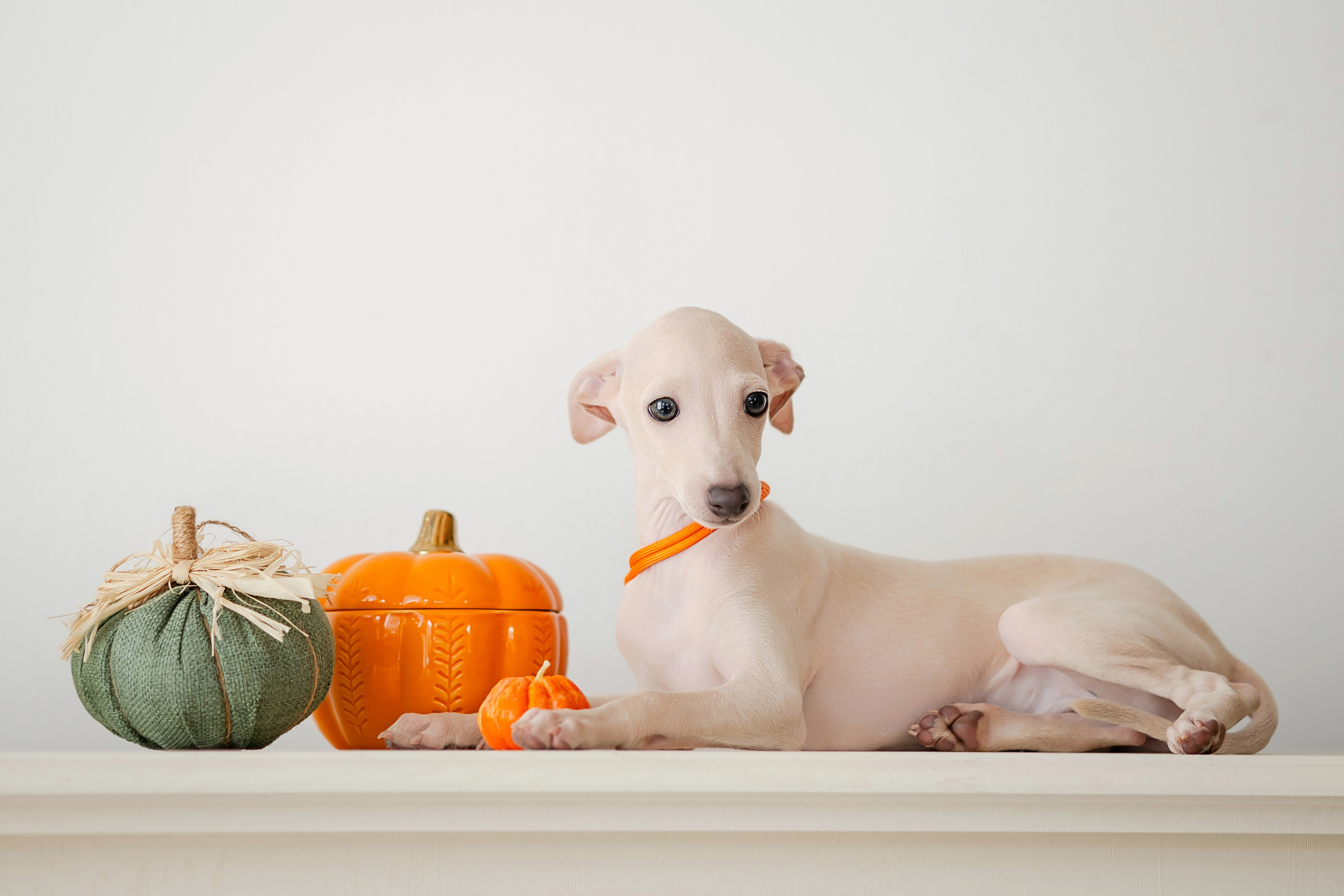 Профессиональный питомник левреток РКФ/FCI ASTI SAPPHIRE 💎 Сочи|Санкт-Петербург