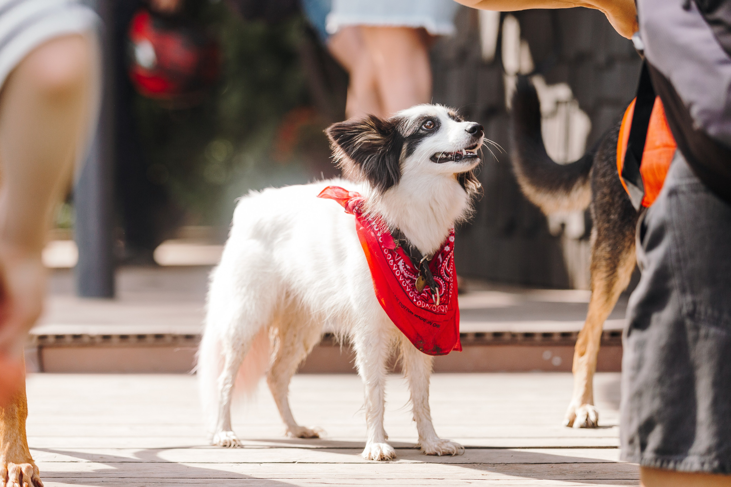 Petshop Sup day. Фотограф анималист Кристина Карпова, Москва