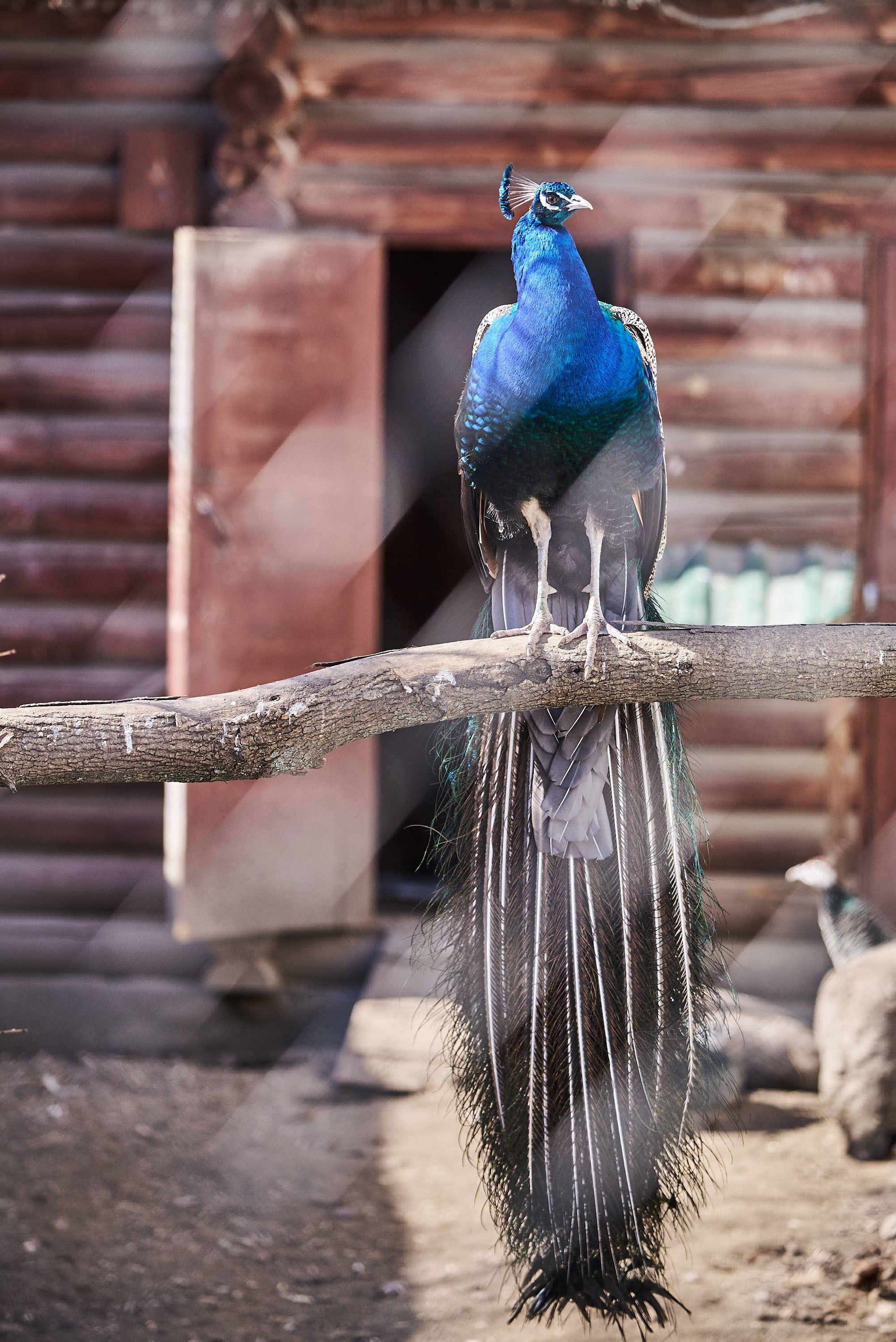 Зоопарк Иваново. Фотограф в Иваново: Каталожная съемка одежды и постельного белья, Wildberries