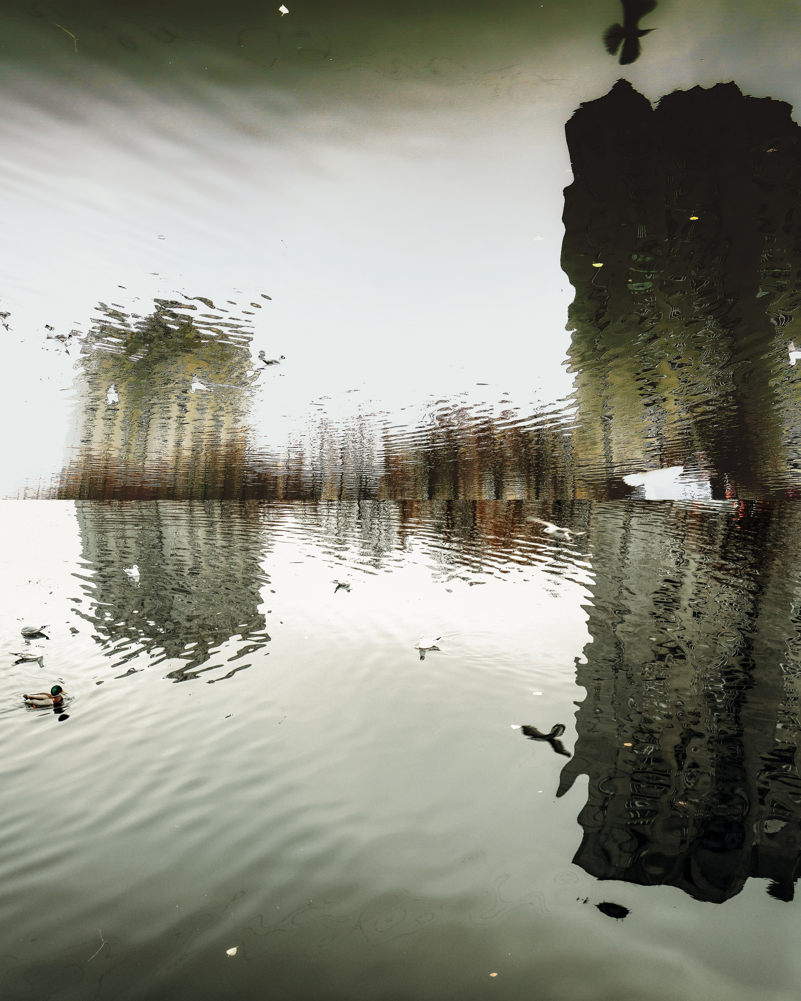 " Искусство природы не в пейзаже : оно в тишине между движениями "