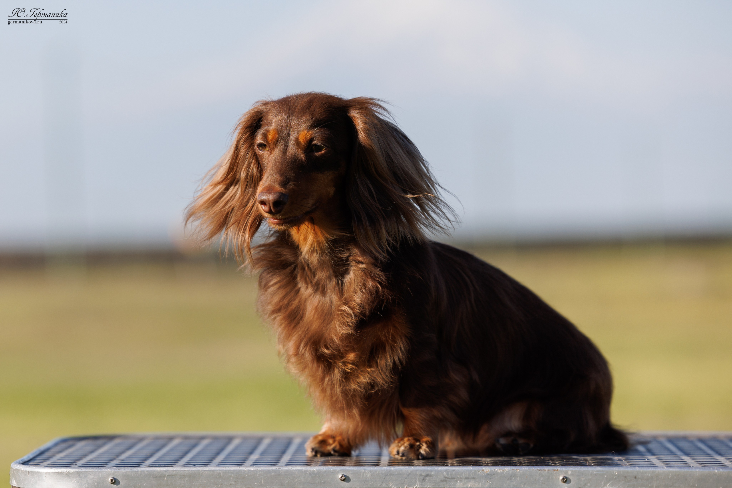 Ереван 3-5.06.2024. Фотограф-анималист Юлия Германика