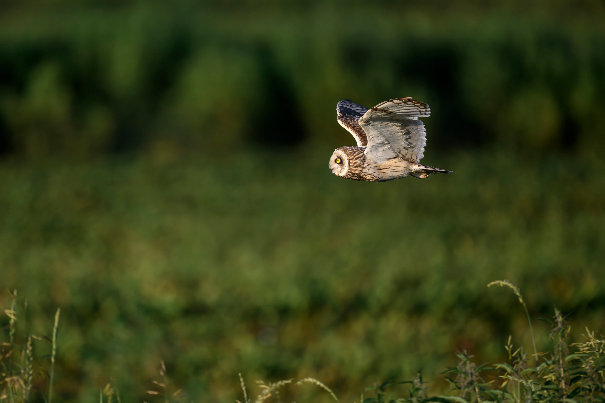 Совы и веретенники. Фотограф Сергей Пупонин