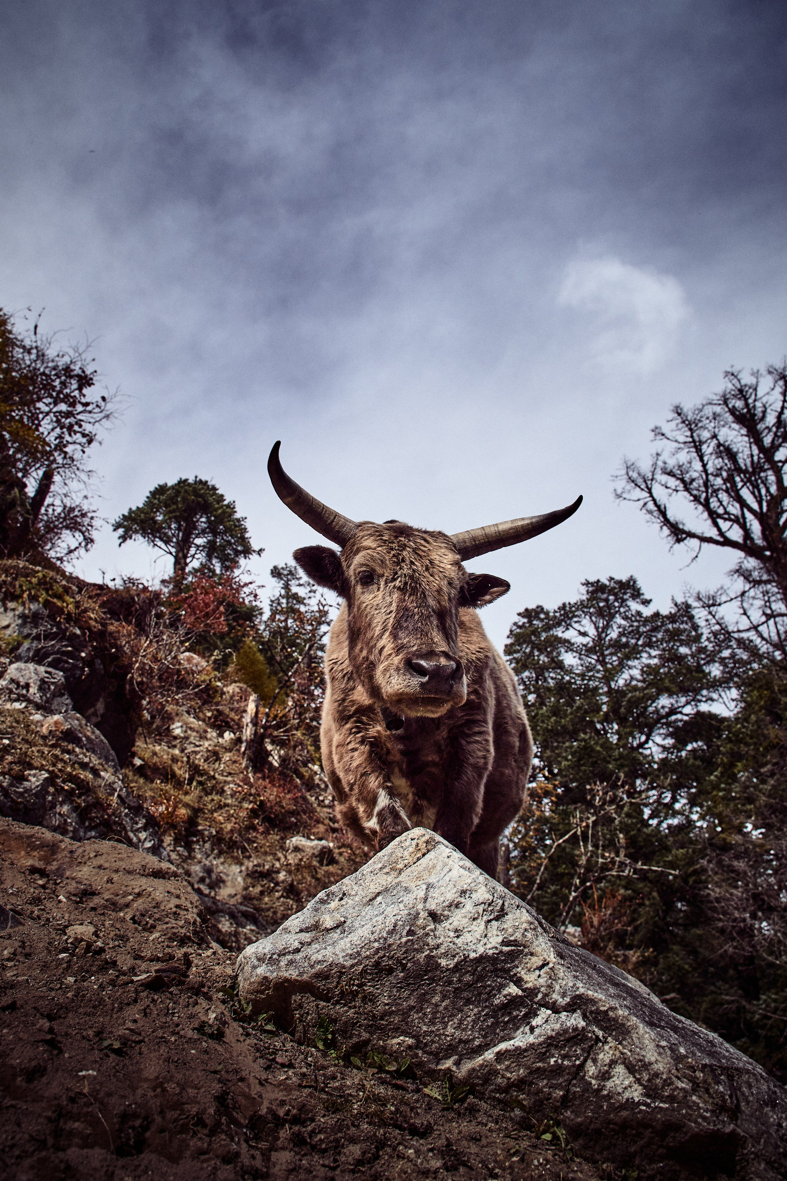 Непал. Фото