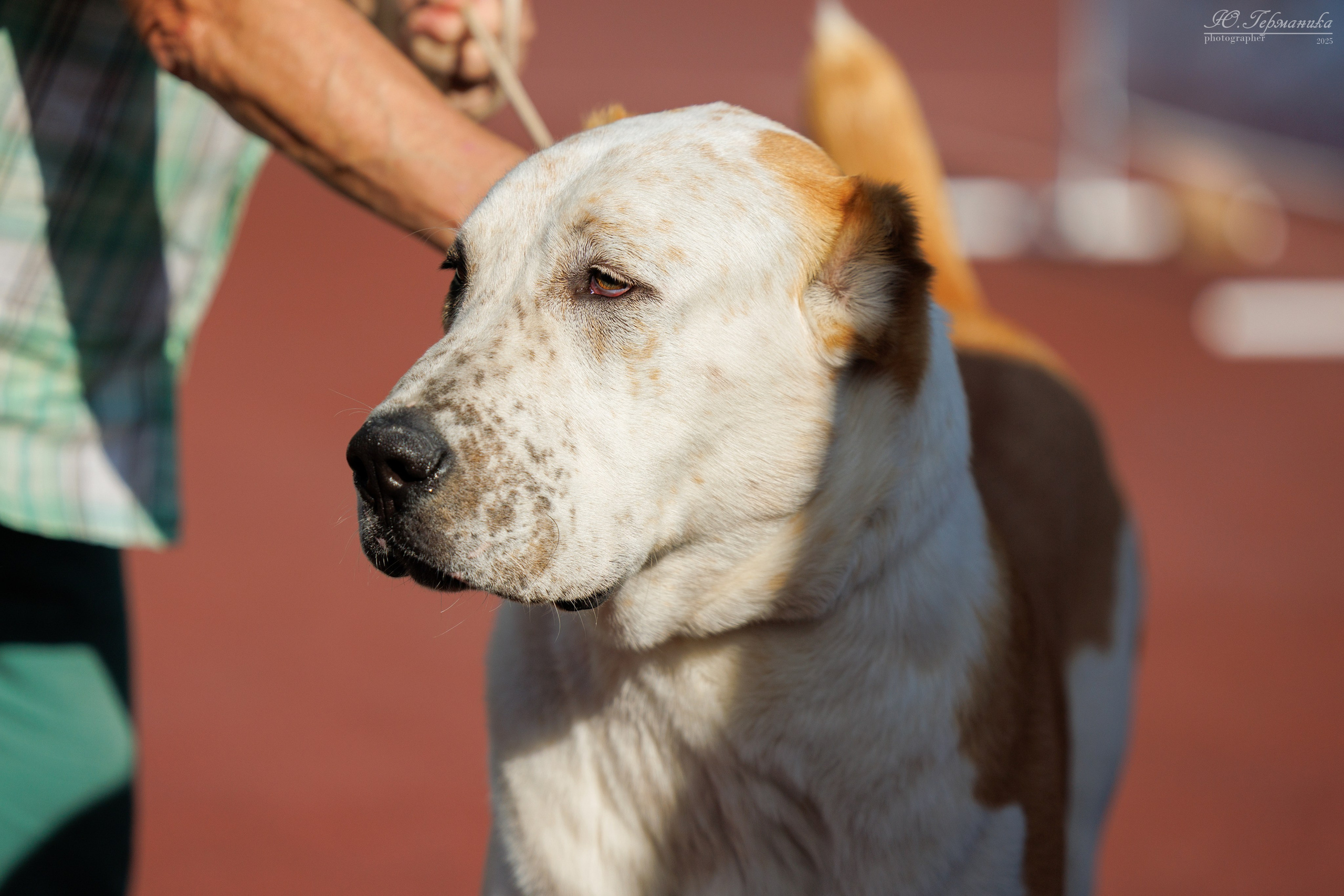 Коломна 30.08.2025. Фотограф-анималист Юлия Германика