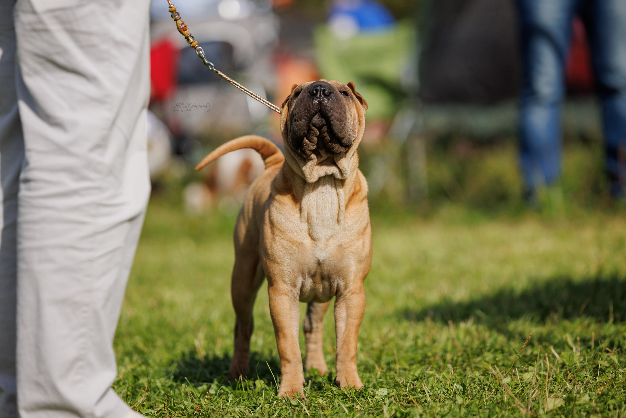 Зеленоград 13.09.2025. Фотограф-анималист Юлия Германика