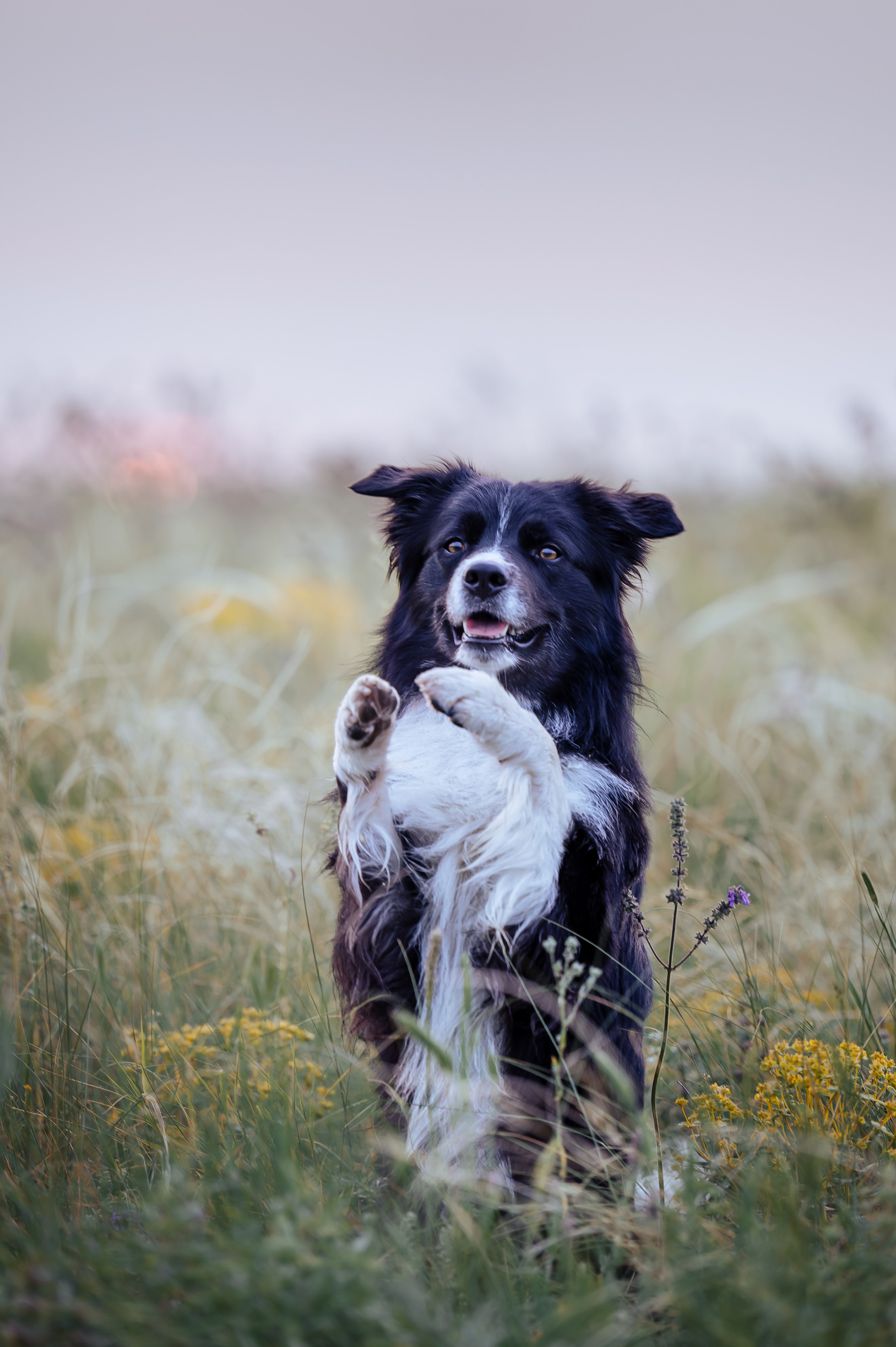 Прогулка на рассвете с бордер-колли. Фотограф в Ростове —на — Дону