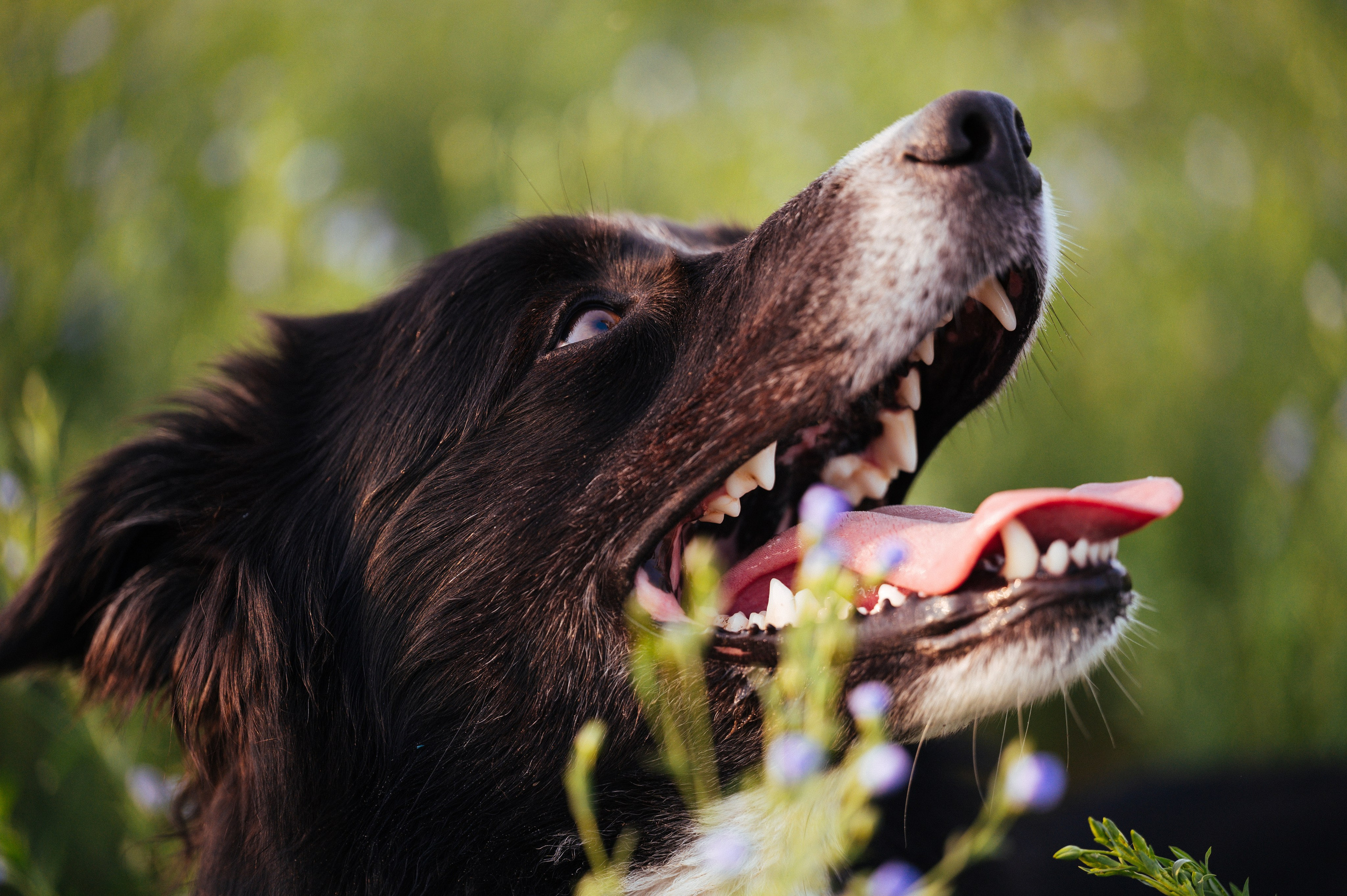 Прогулка на рассвете с бордер-колли. Фотограф в Ростове —на — Дону