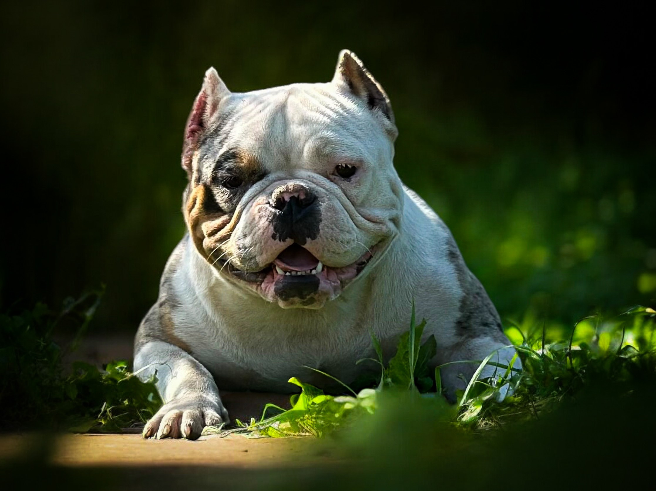 Saint-P Bully's Dynasty. Питомник американских булли Bounty Pride Bully