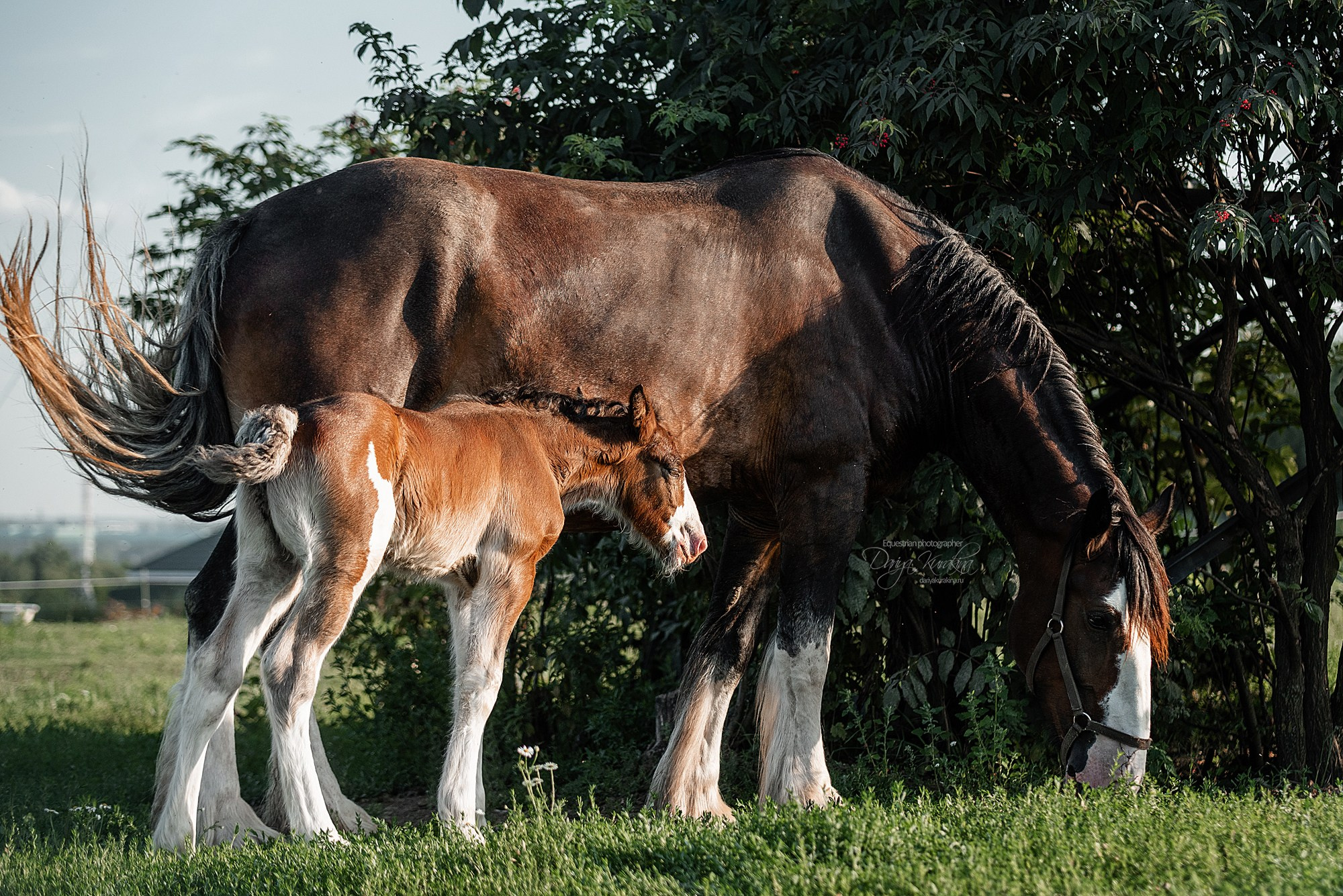 Рапунцель и Квини. Конный фотограф Куракина Дарья • Фотосессии с лошадьми