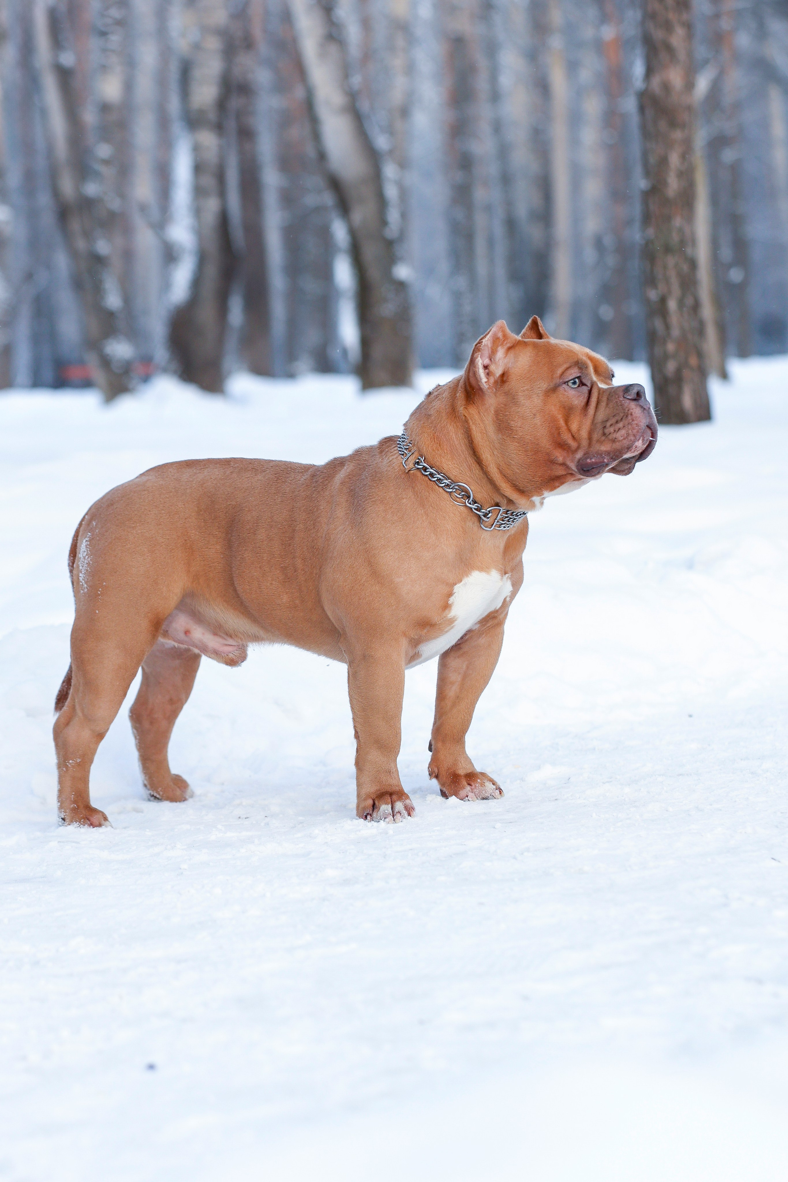 Американский булли!. Фотограф 📸 семейный, предметный, репортажный