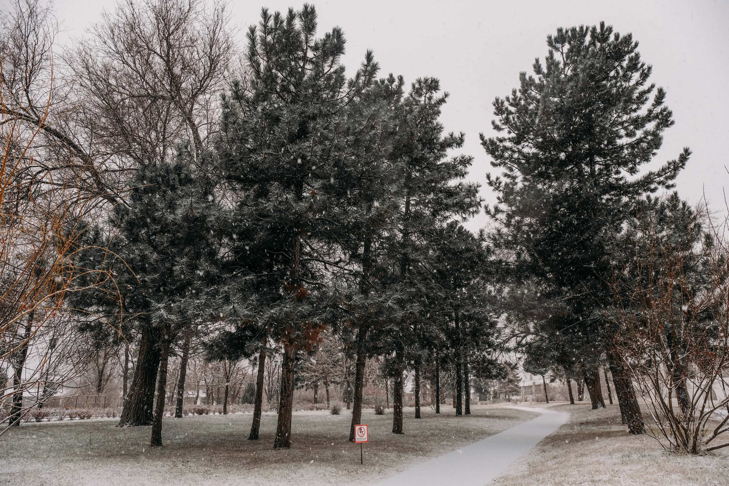 Снегопад. Фотограф Анатолий Деникин