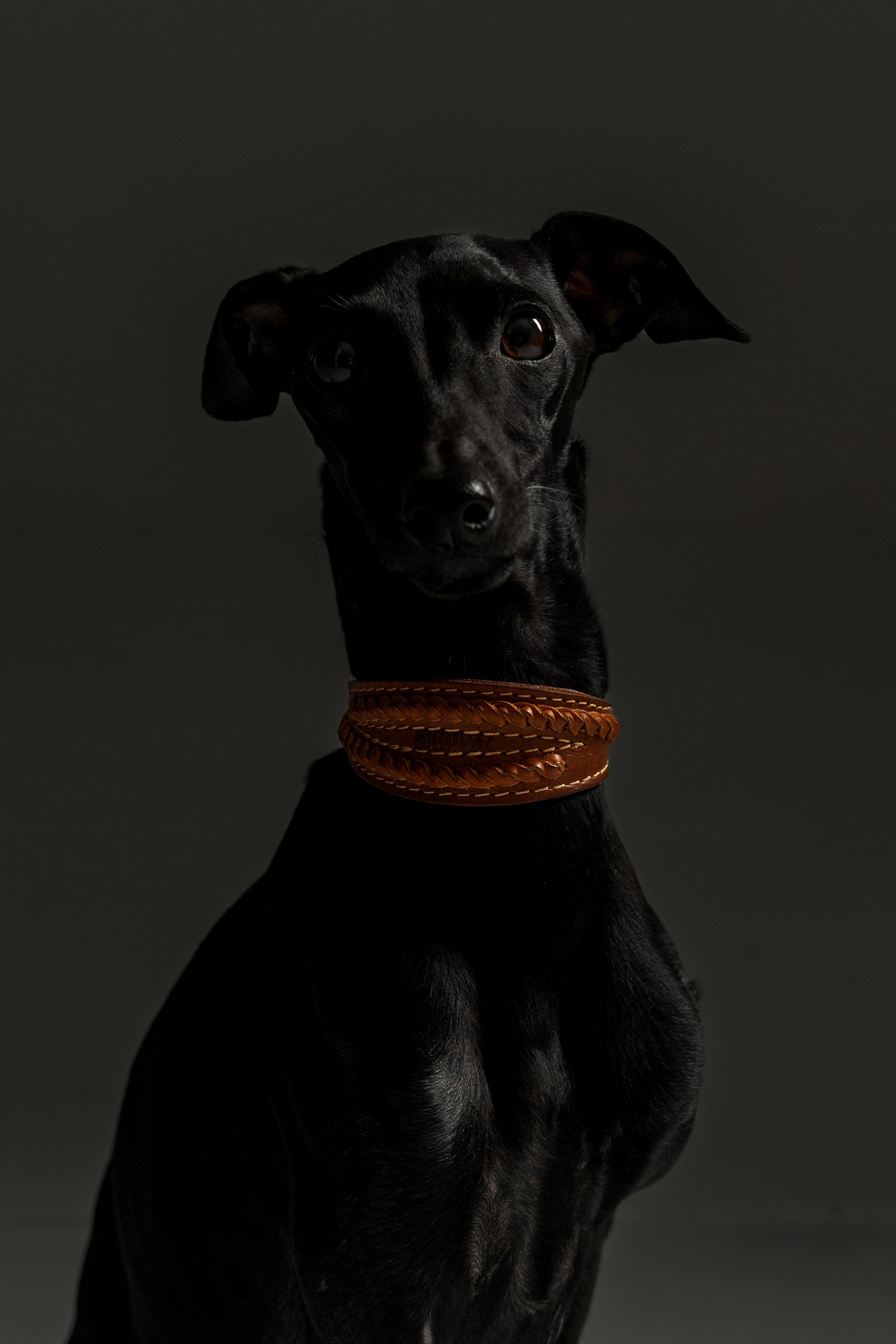 Анимализм. Портретный фотограф Олеся Владимирова в Москве