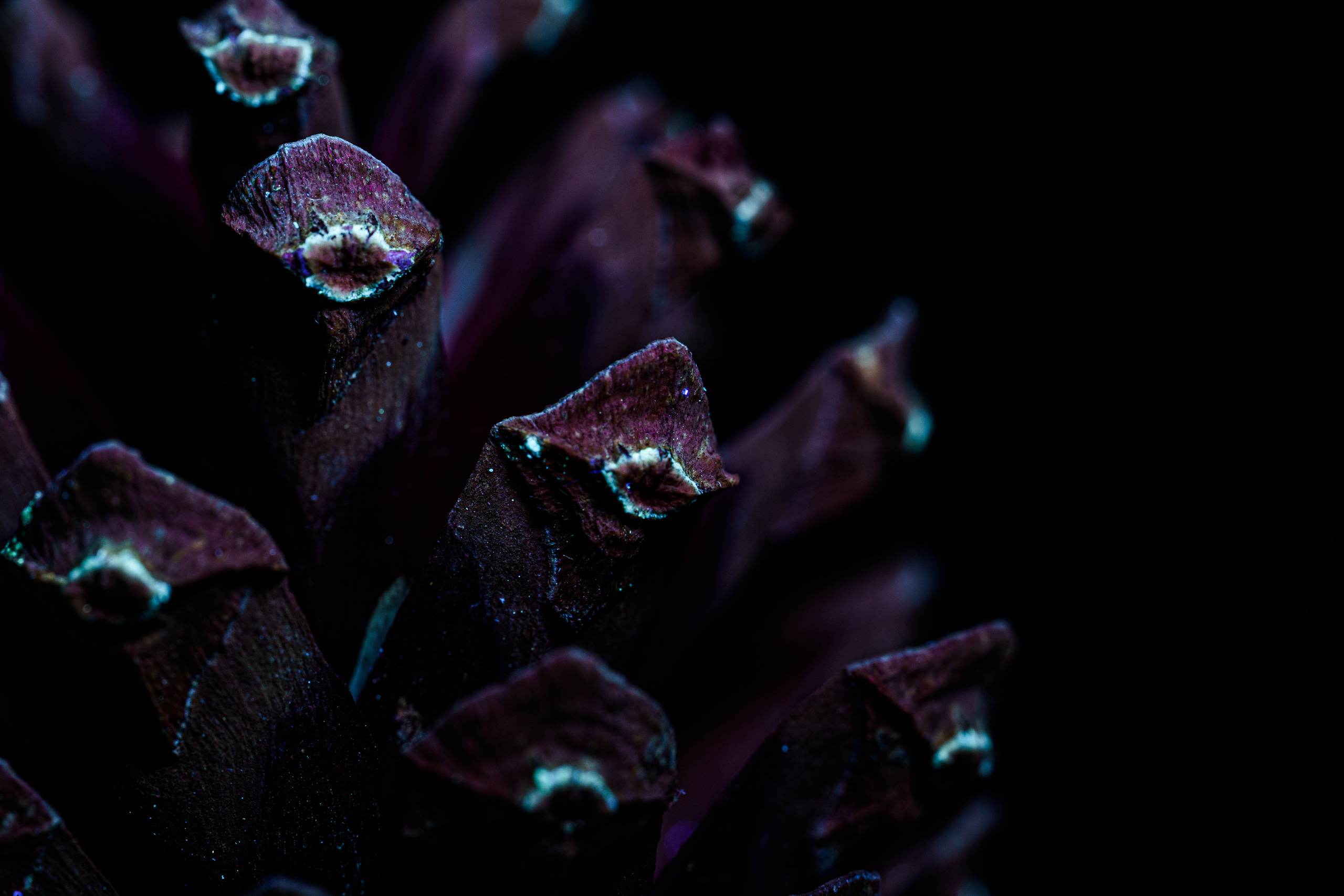 Macro — Макро