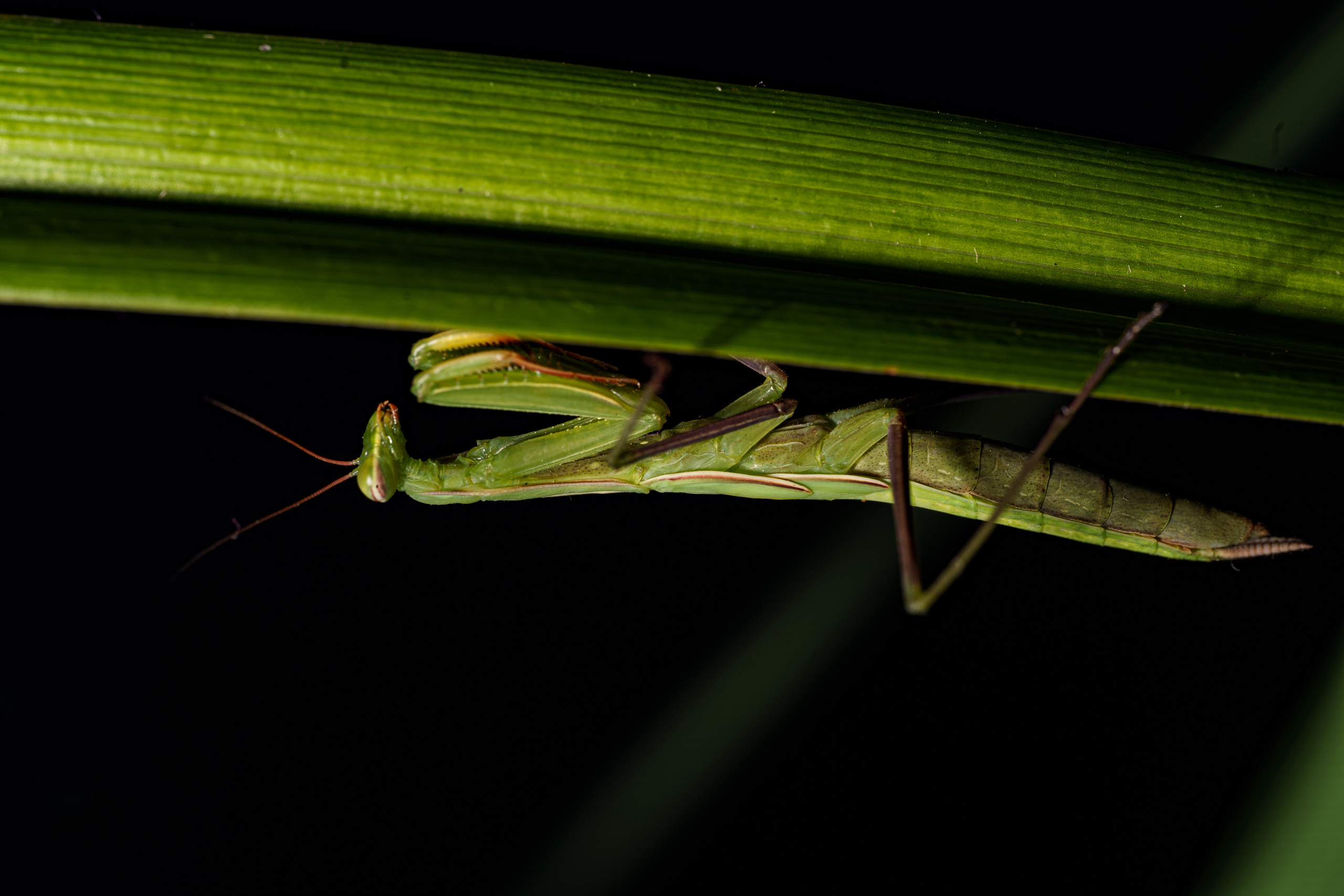 Macro — Макро