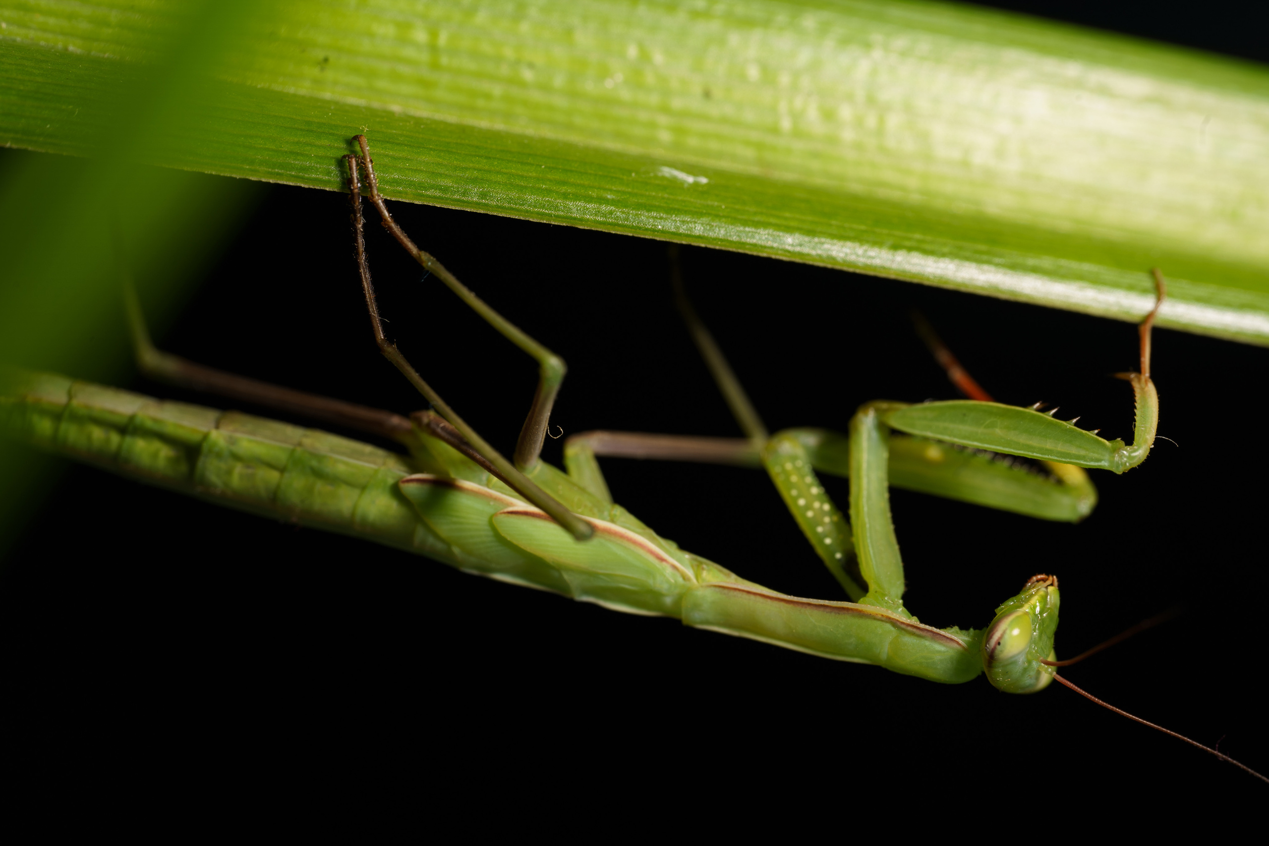 Macro — Макро