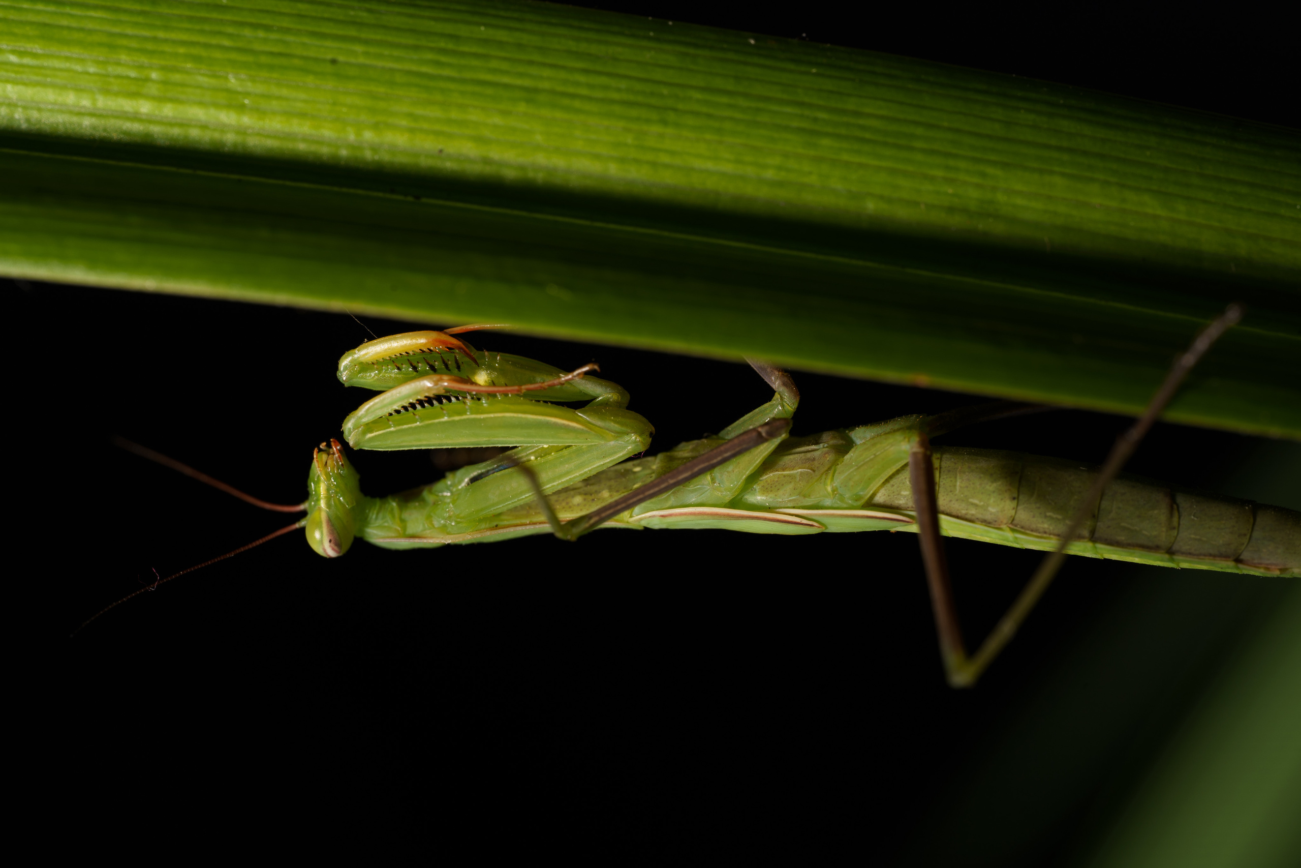 Macro — Макро