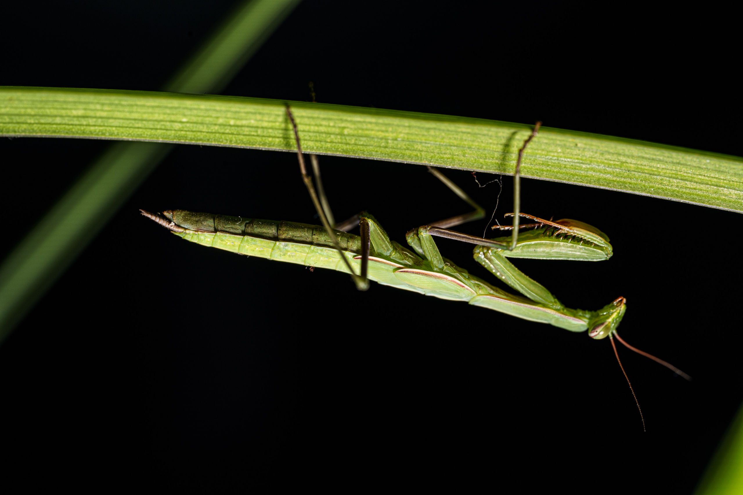 Macro — Макро