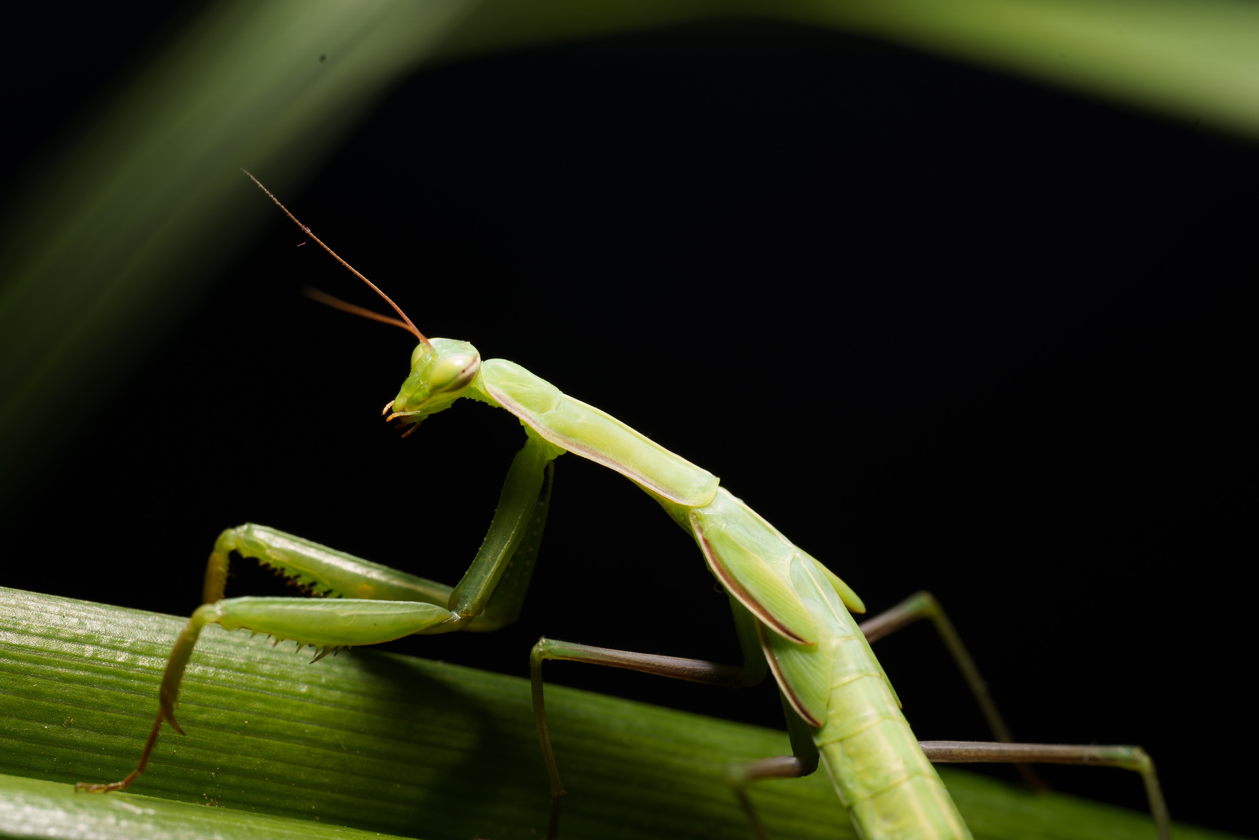 Macro — Макро