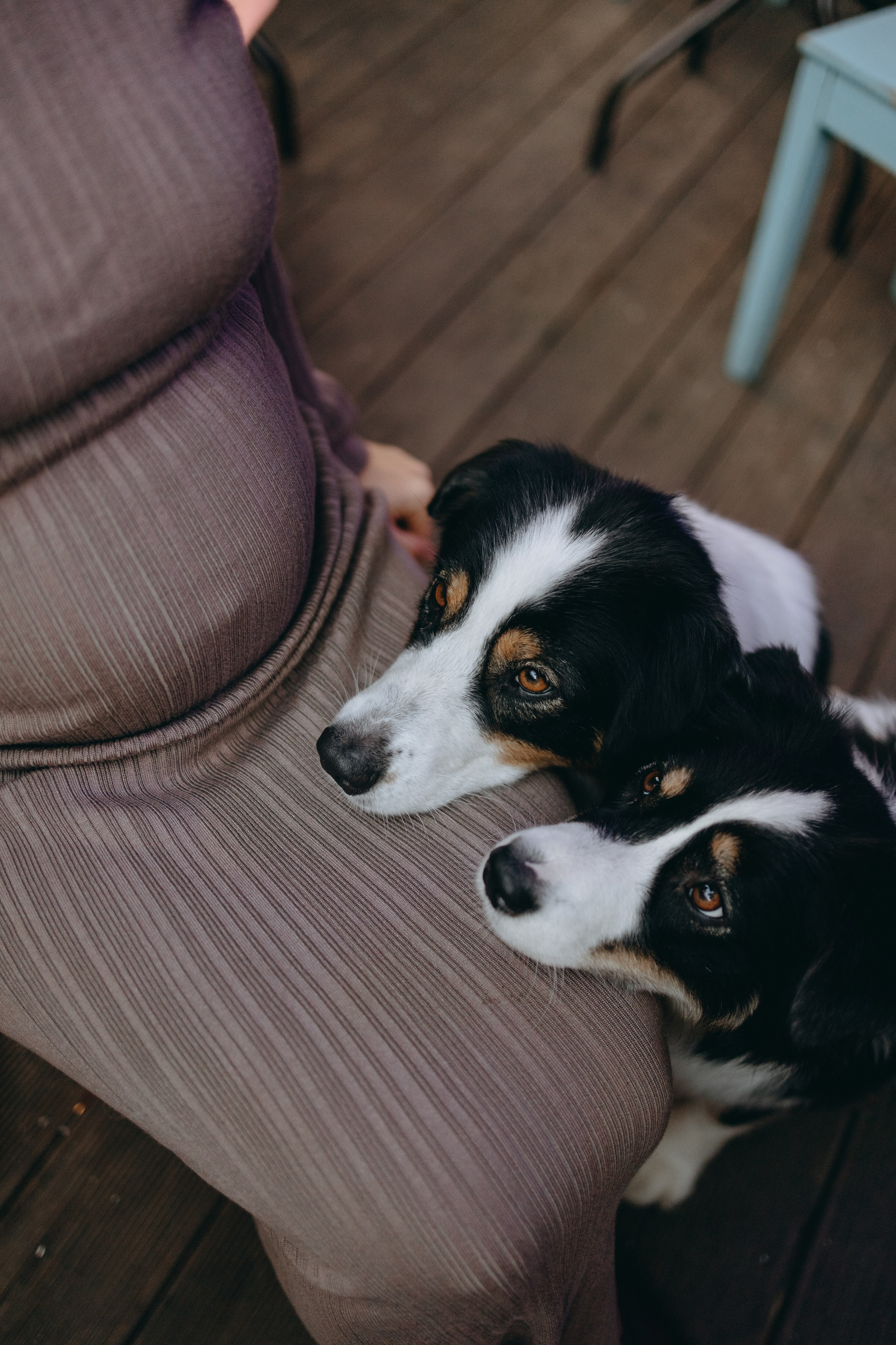 Катя и ее девочки. Фотограф — Анималист | Санкт-Петербург
